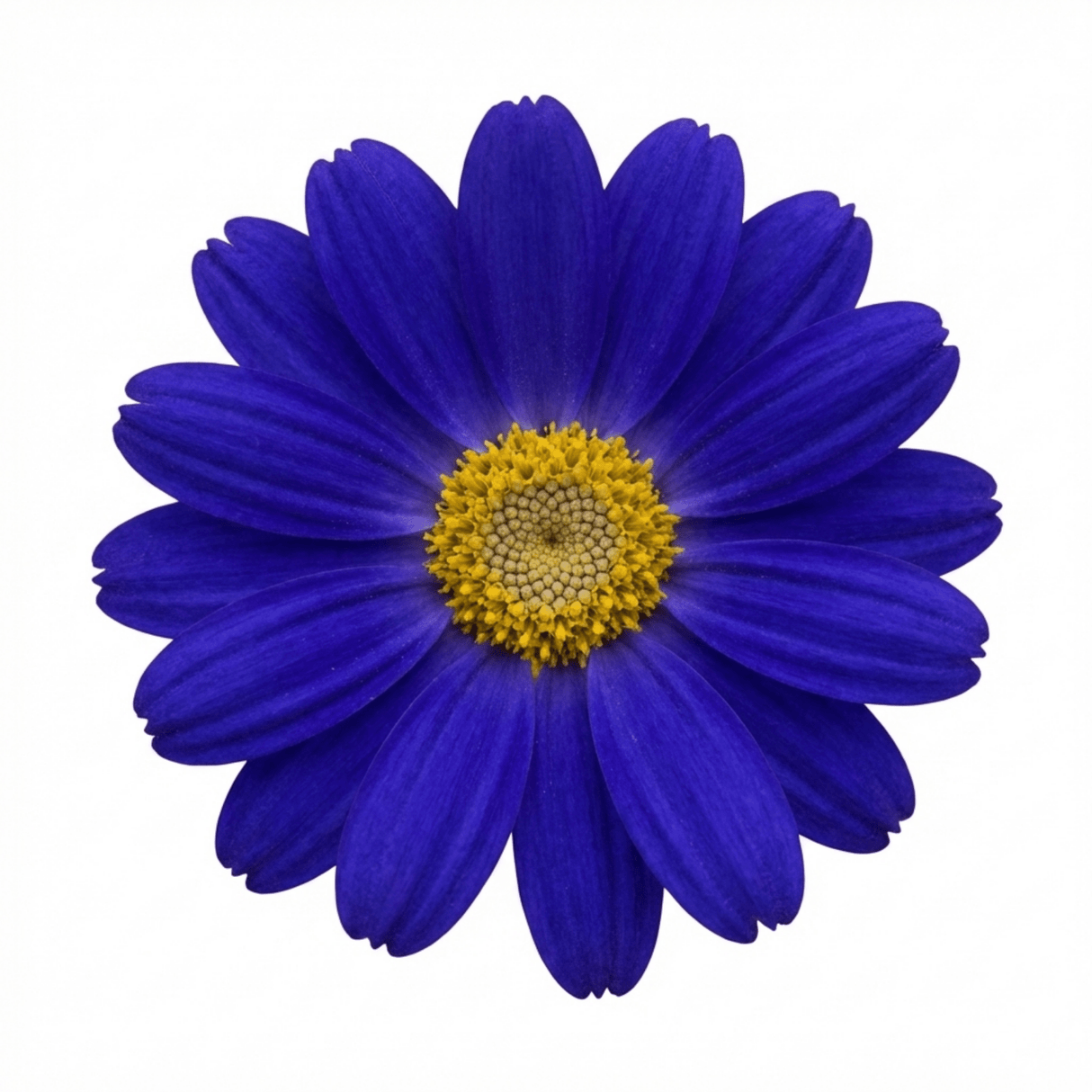 1 Senetti Kobalt Blue Pericallis Daisy Plant, Vibrant Outdoor Summer Bedding, 17cm Root Ball - Frankton's