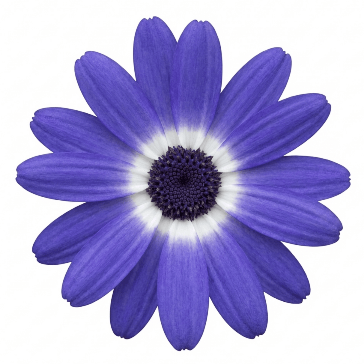 1 Senetti Lavender Flowering Plant, Hardy Summer Bedding, Outdoor Garden Ready, 17cm Root-Ball - Frankton's