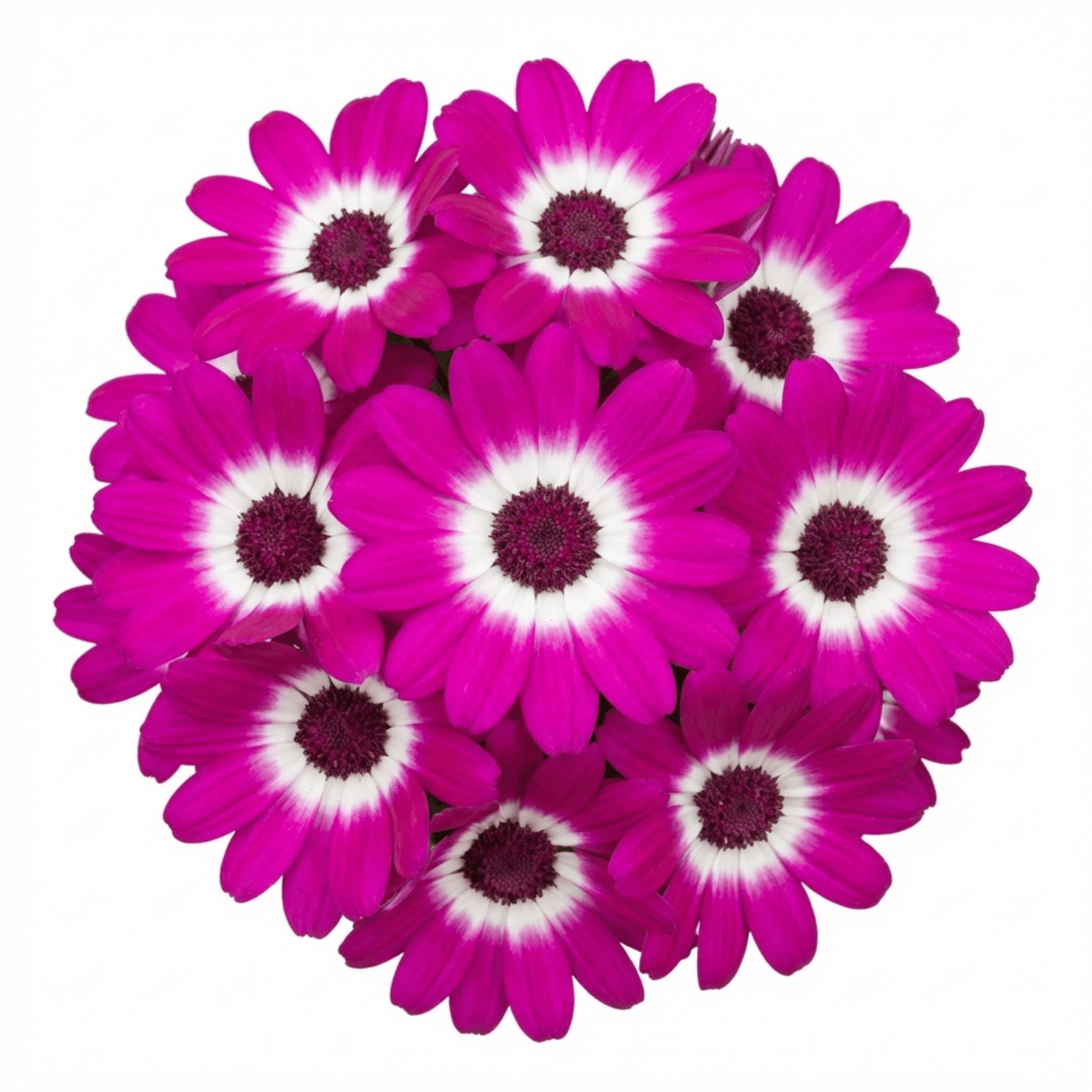 1 Senetti Magenta Bicolour Pericallis Plant, Outdoor Summer Flowering, 6.5 Litre Root-Ball - Frankton's