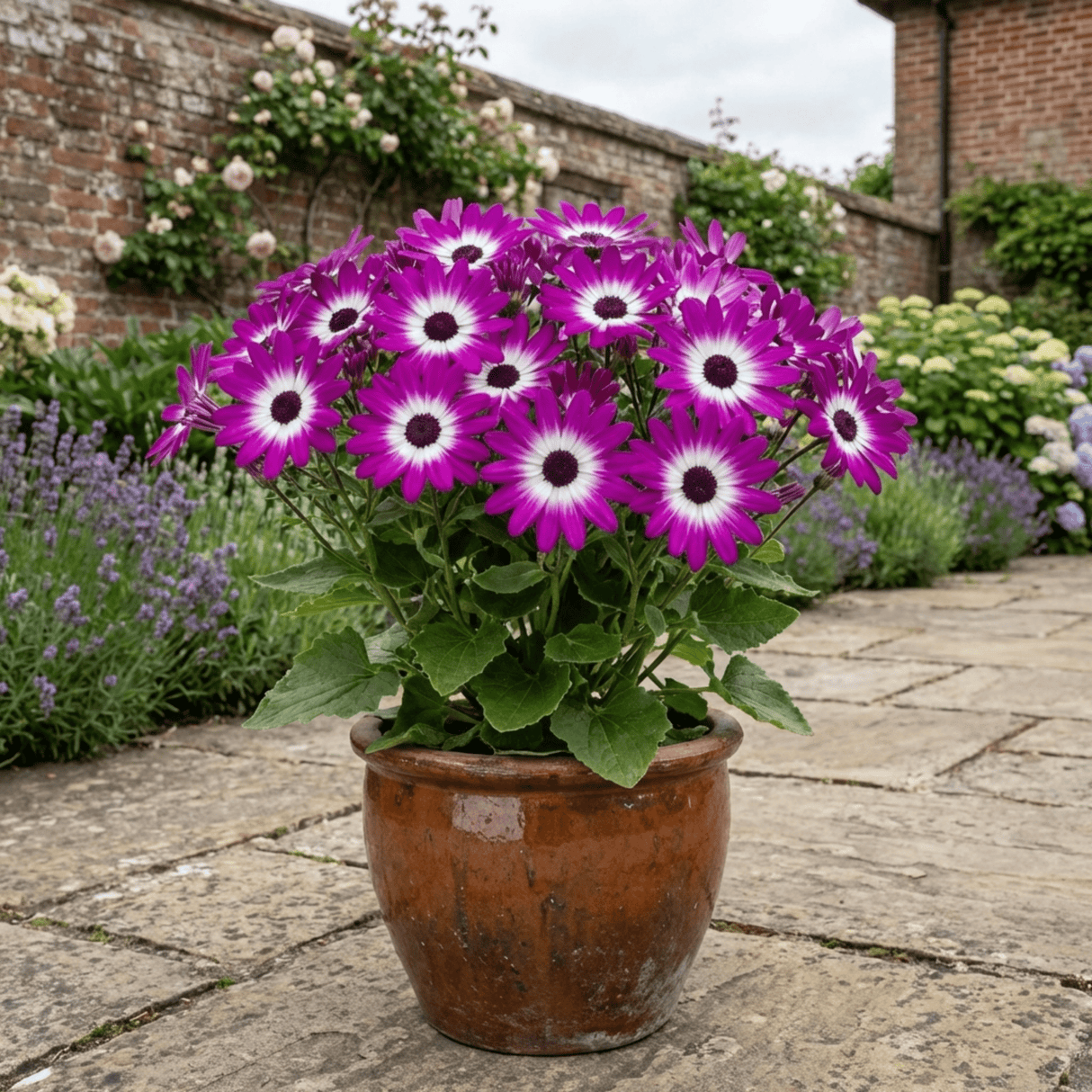 1 Senetti Magenta Bicolour Pericallis Plant, Vibrant Summer Bedding Flowers, 17cm Root-Ball - Frankton's