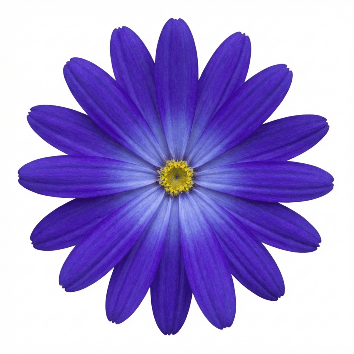 1 Senetti Pericallis Pop Bang Blue Plant, Outdoor Garden Ready Summer Flowering, 6.5 Litre Root Ball - Frankton's