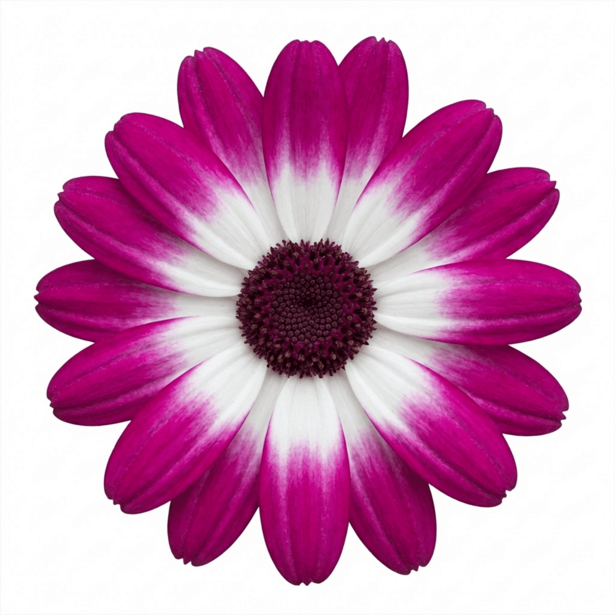 1 Senetti Pink Bicolour Live Flowering Plant, Bee Friendly, Outdoor Garden Ready, 6.5 Litre Root-Ball - Frankton's