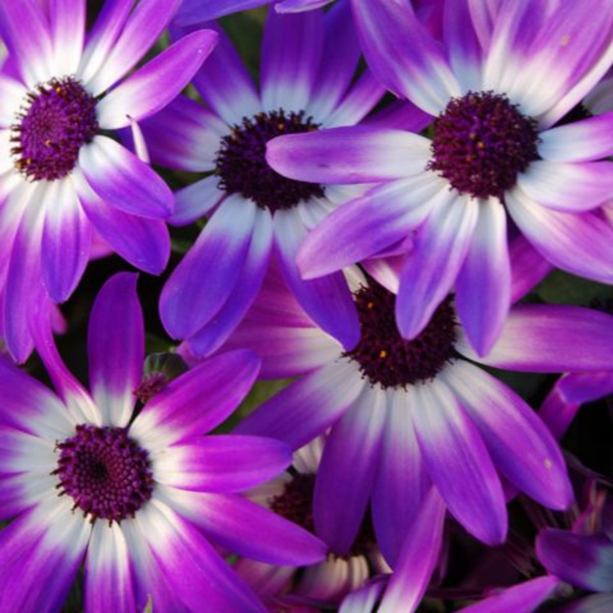1 Senetti Violet Bicolour Pericallis Plant, Summer Flowering Patio Ready, 6.5 Litre Root Ball - Frankton's