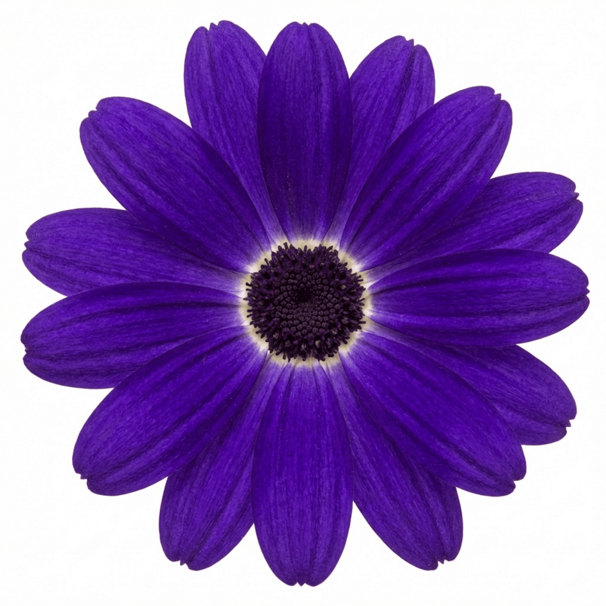 1 Senetti Violet Pericallis Plant, Colourful Outdoor Summer Bedding Flower, Garden Ready, 17cm Root-Ball - Frankton's