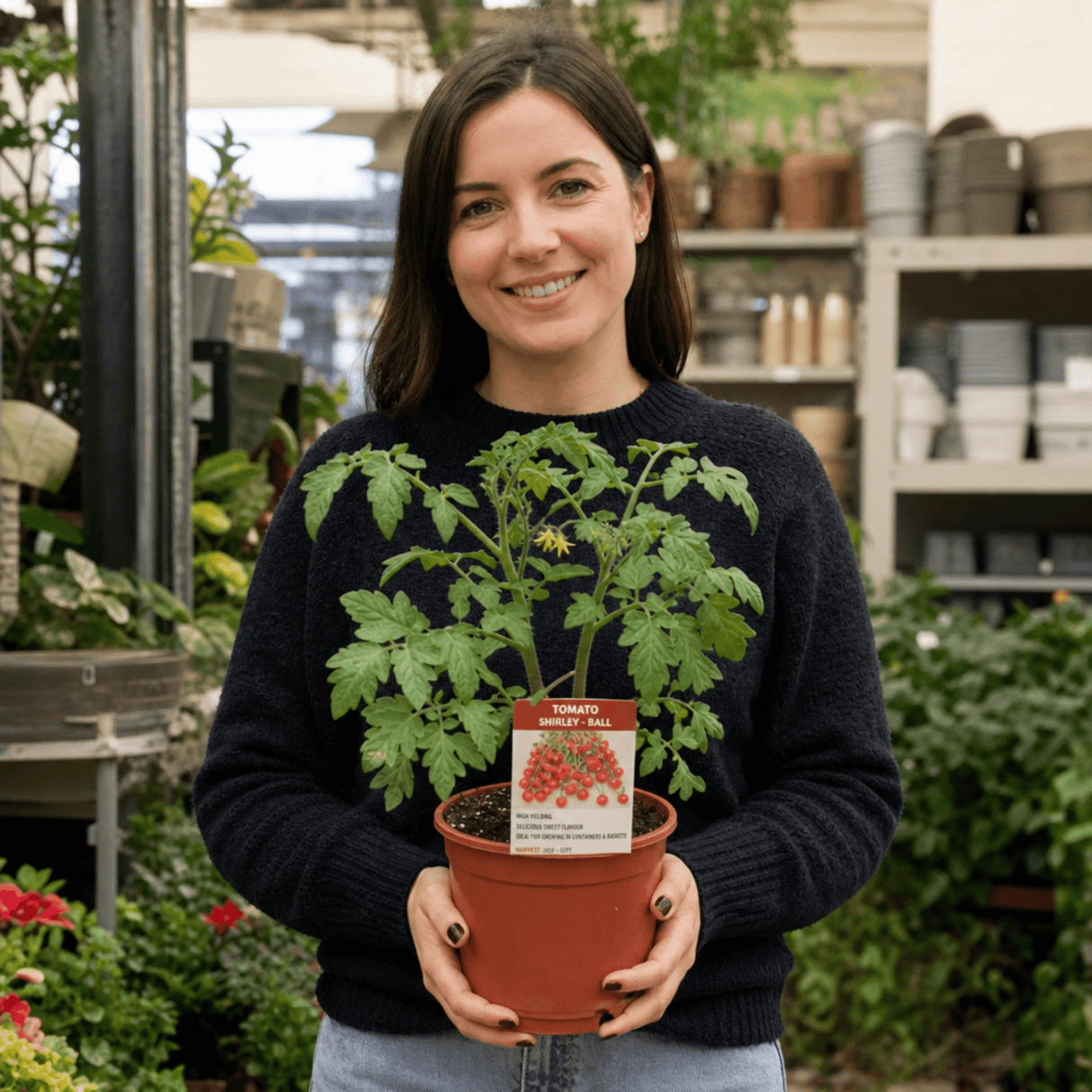 1 Shirley F1 Tomato Plant, Grow Your Own Tomatoes, Live Vegetable Plants for Sale, 2 Litre Root Ball - Frankton's