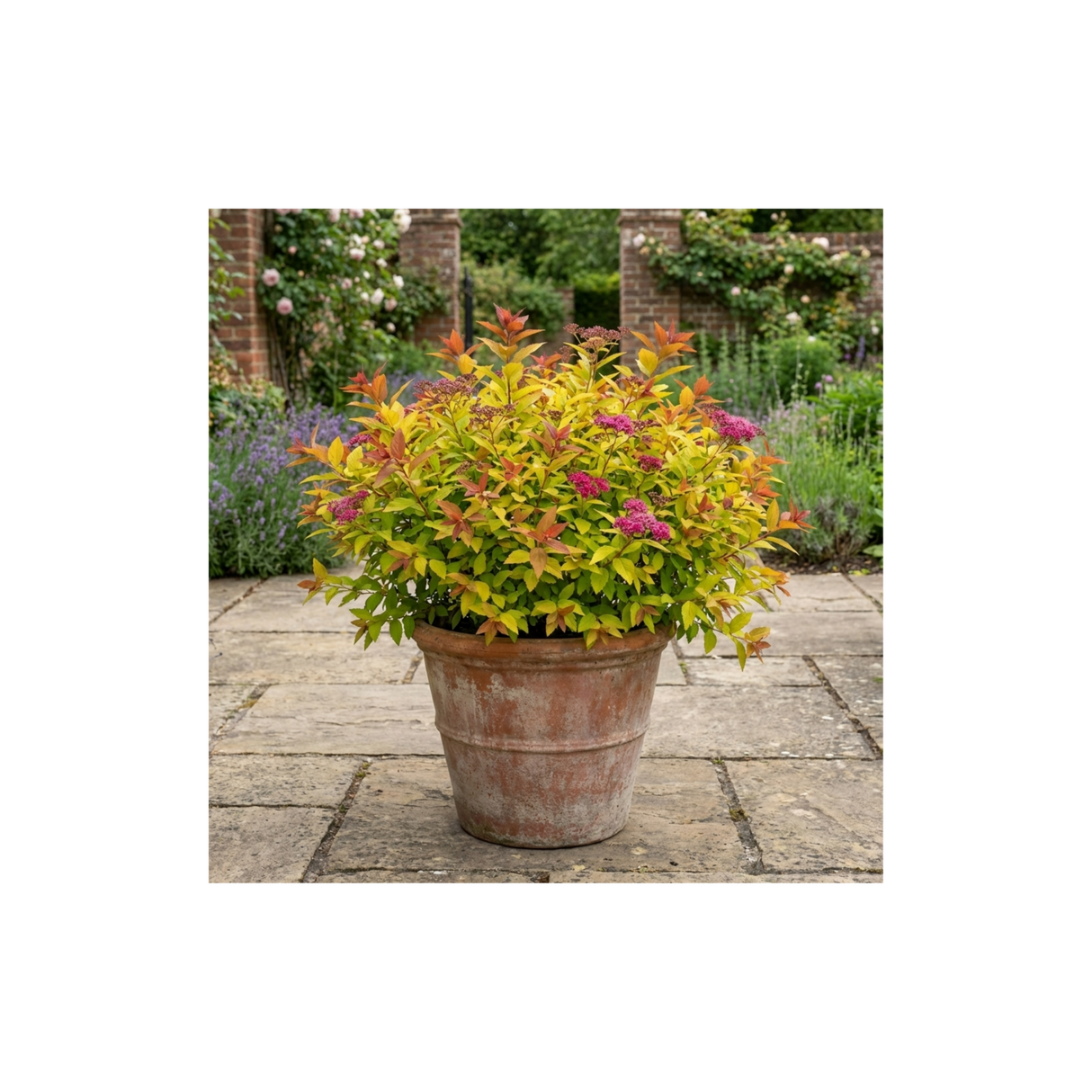 1 Spiraea Goldflame Plant, Hardy Japanese Spirea Flowering Shrub, Garden Ready, 17cm Root-Ball - Frankton's