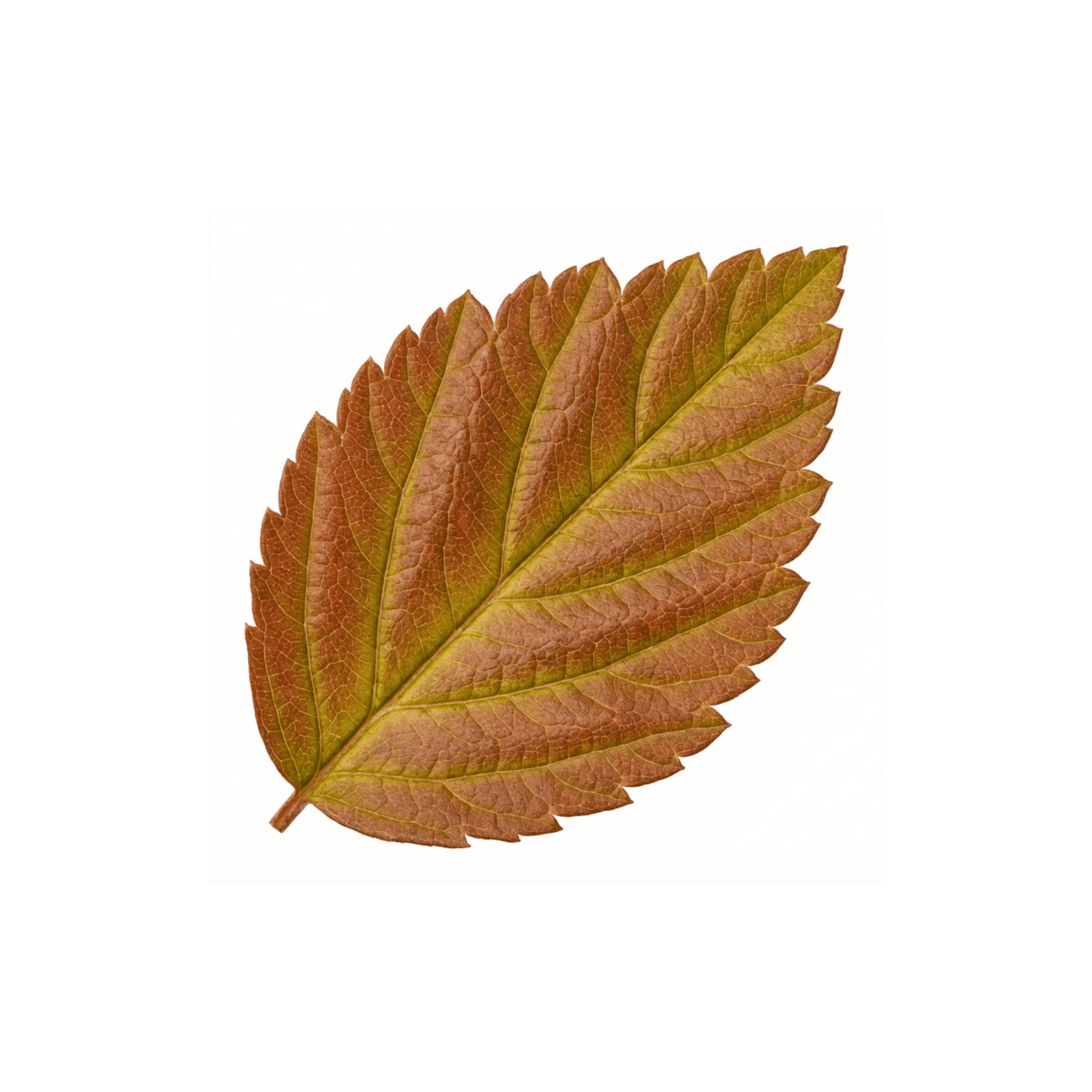 1 Spiraea Goldflame Plant, Hardy Japanese Spirea Flowering Shrub, Garden Ready, 17cm Root-Ball - Frankton's