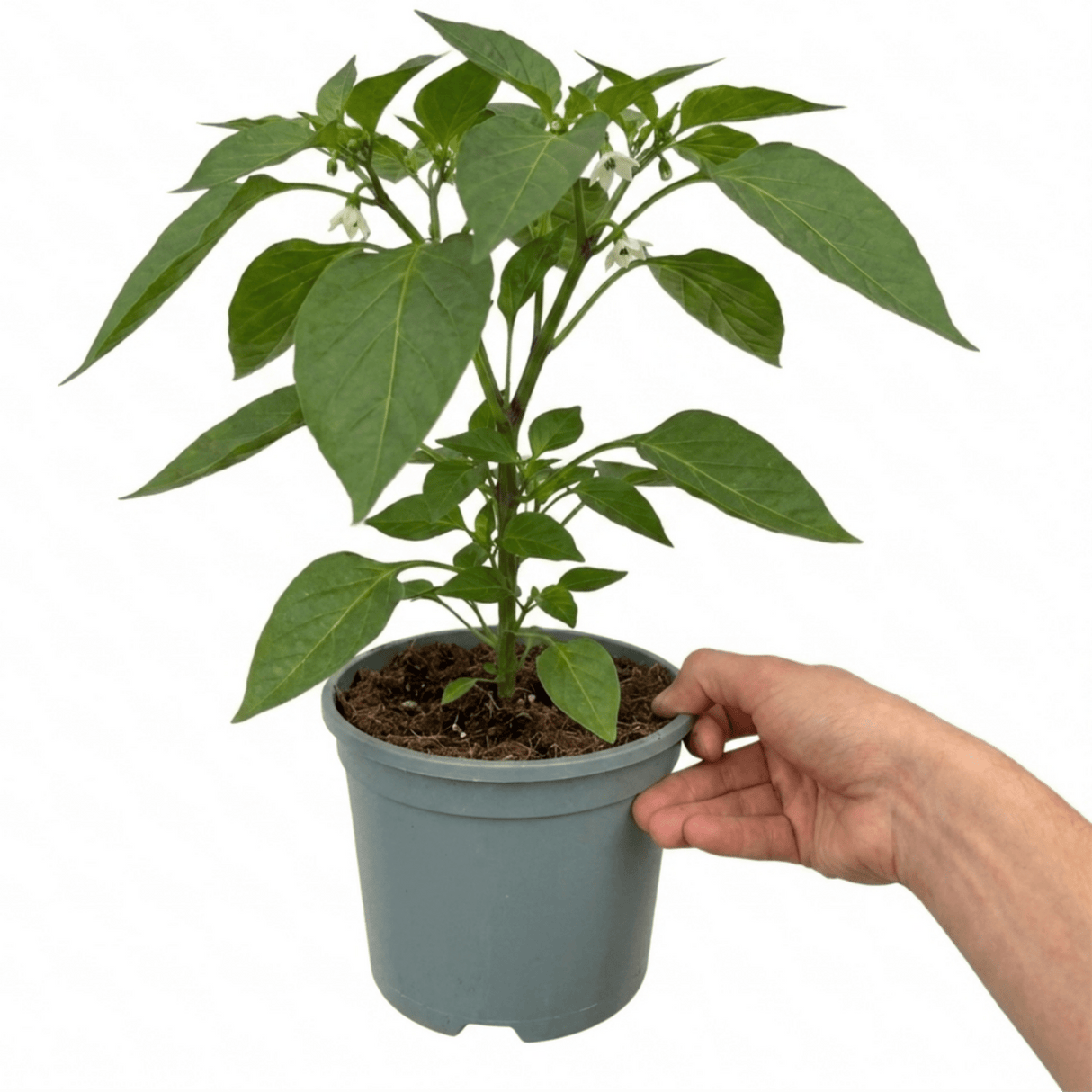 1 Sweet Pepper Redskin Plant, Grow Your Own Veg, Live Pepper Plant for Garden & Patio, 2Ltr Root-Ball - Frankton's