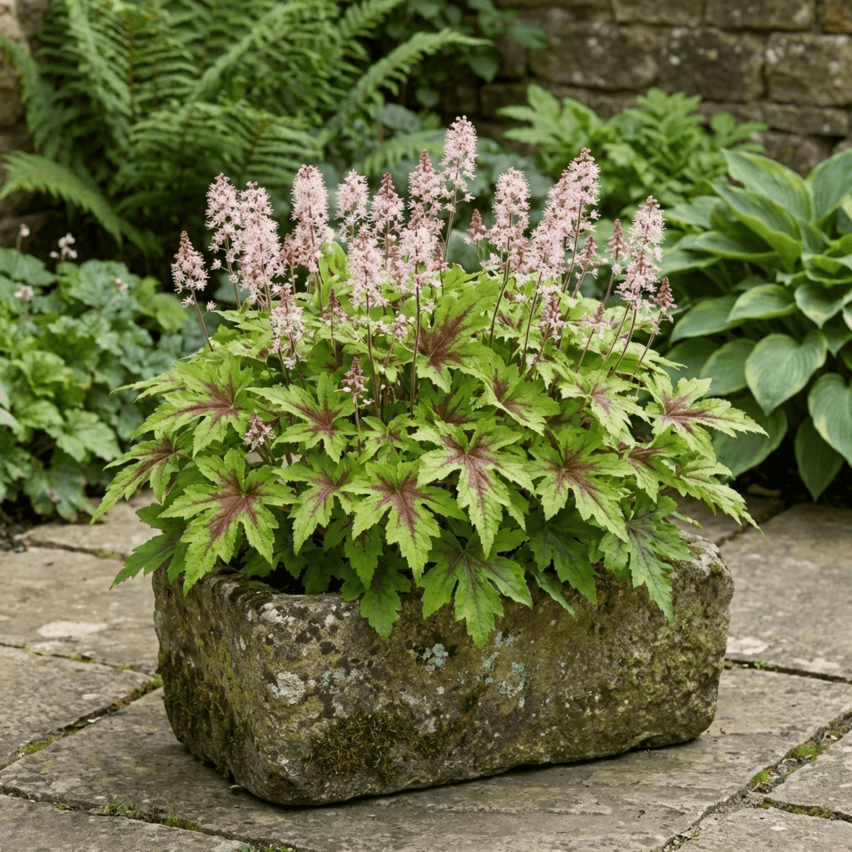 1 Tiarella Angel Wings Foam Flower Plant, Hardy Shade Loving Perennial, 2 Litre Root Ball - Frankton's
