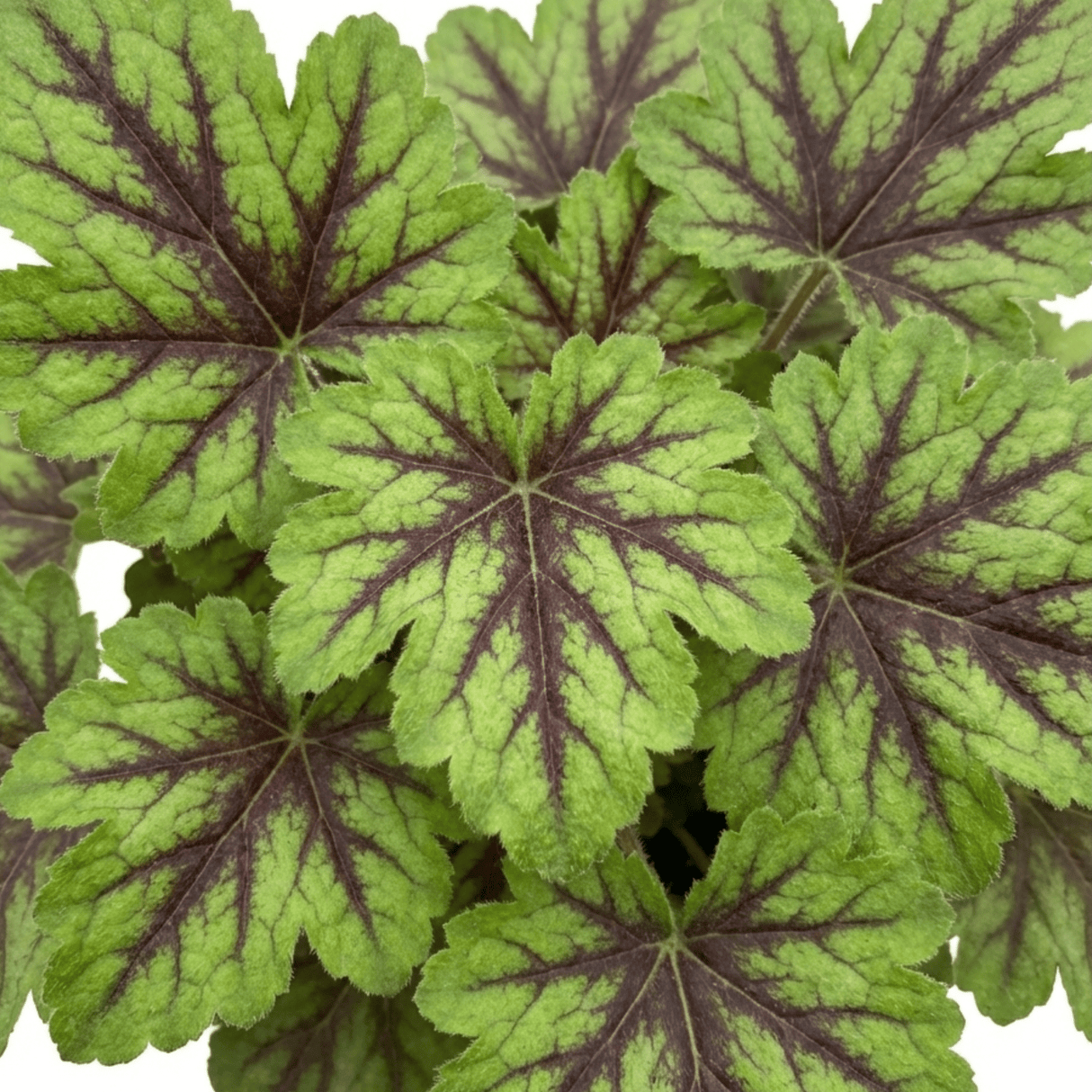 1 Tiarella Angel Wings Foam Flower Plant, Hardy Shade Loving Perennial, 2 Litre Root Ball - Frankton's