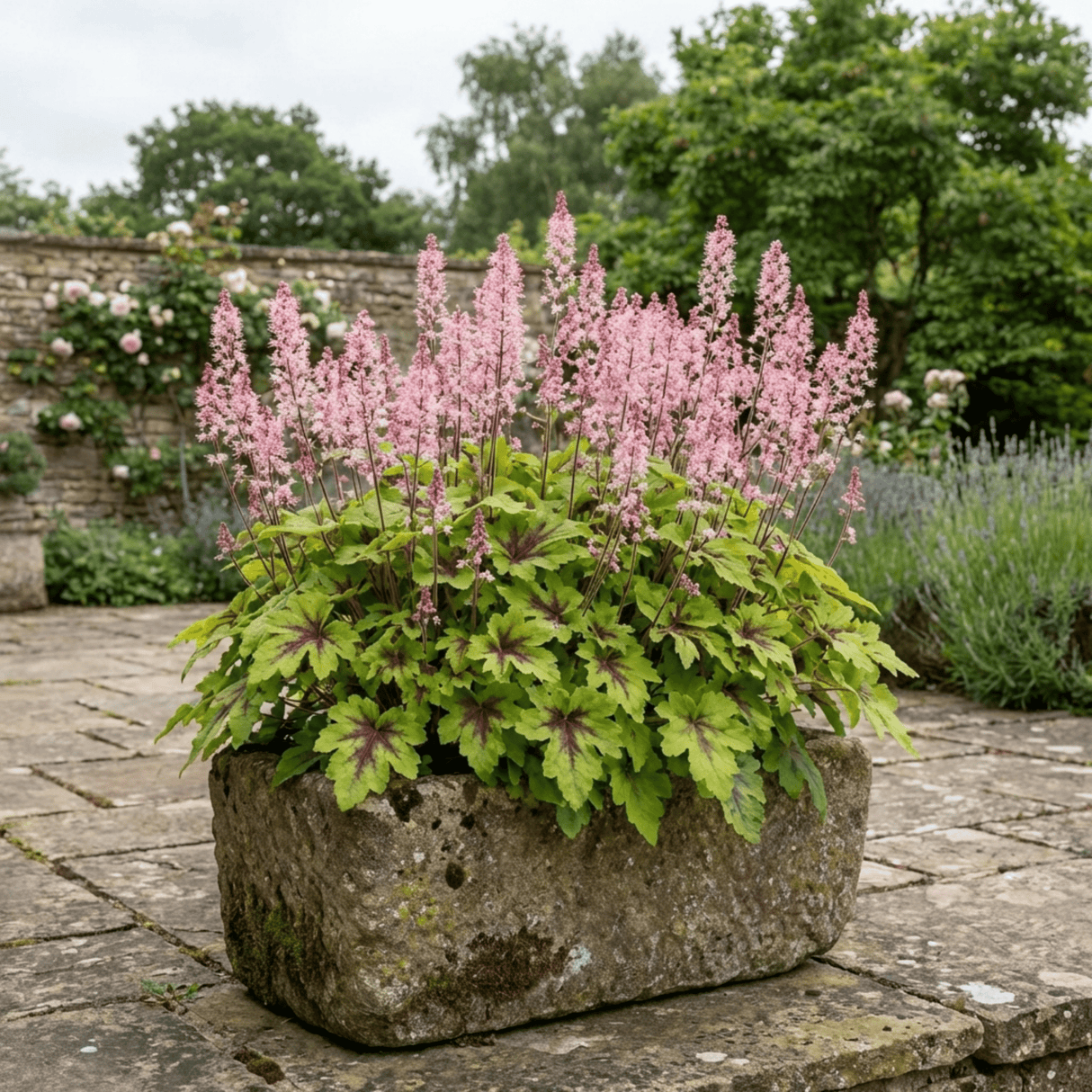 1 Tiarella Pink Skyrocket Plant, Hardy Foam Flower Perennial for Shade Gardens, 2 Litre Root-Ball - Frankton's