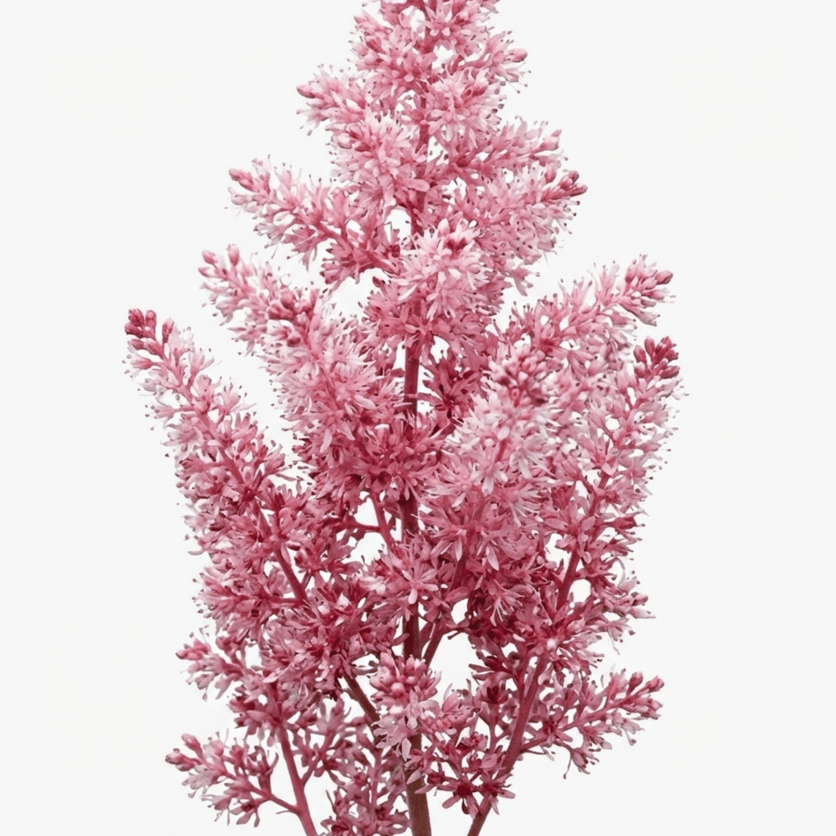 1 Tiarella Pink Skyrocket Plant, Hardy Foam Flower Perennial for Shade Gardens, 2 Litre Root-Ball - Frankton's