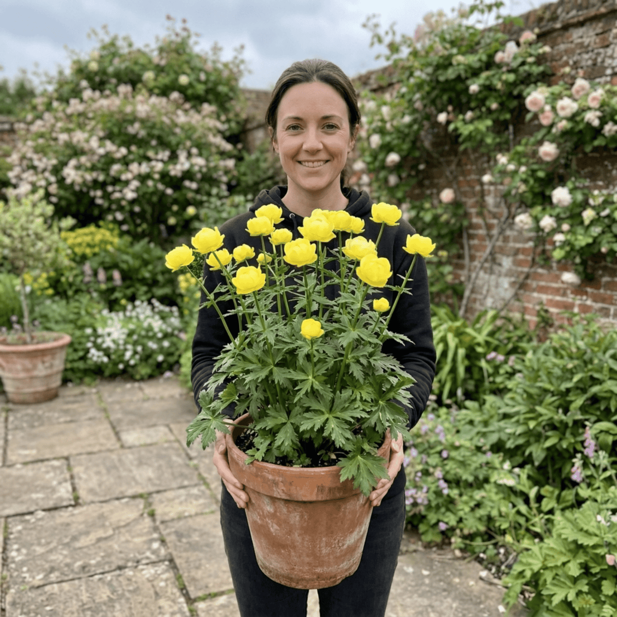 1 Trollius Lemon Queen Globeflower Plant, Spring Flowering Yellow Hardy Perennial, 17cm Root-Ball - Frankton's