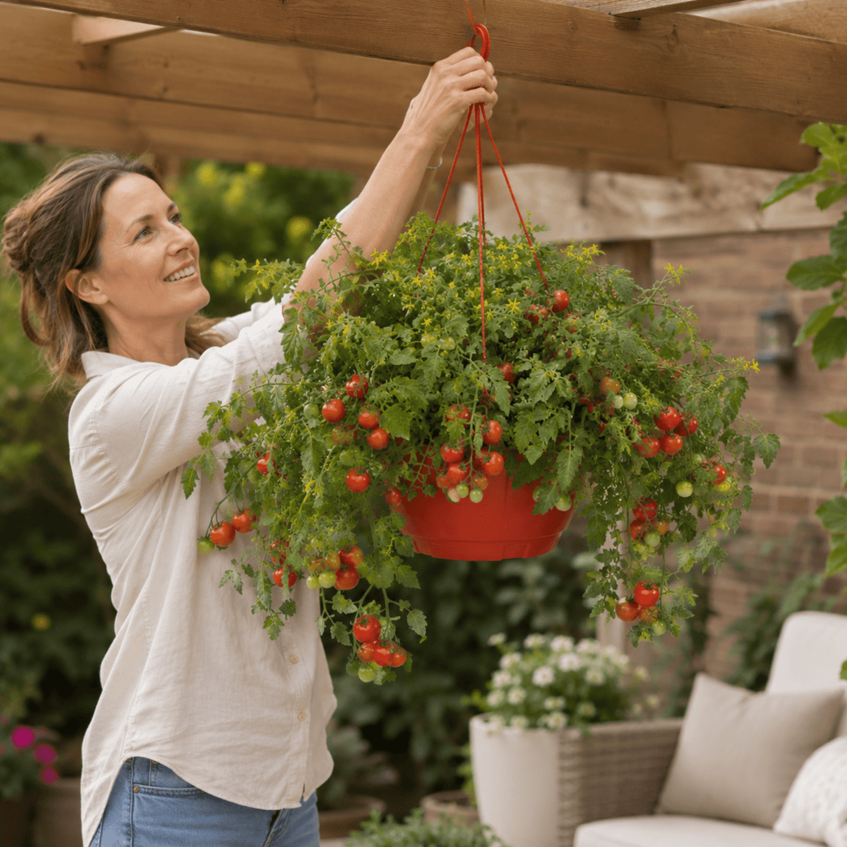 1 Tumbling Tom Red Trailing Tomato Plant, Outdoor Garden Ready, 25cm Root Ball, Hanging Basket - Frankton's