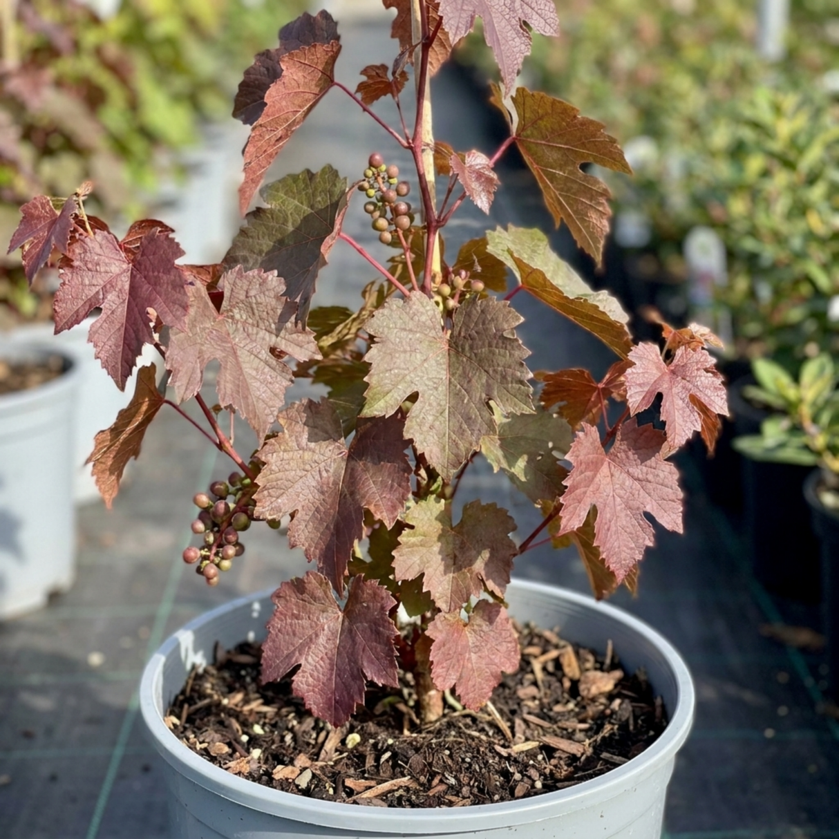 1 Vitis Strawberry Wine Grape Vine Plant, Hardy Outdoor Garden Ready, 3 Litre Root-Ball - Frankton's
