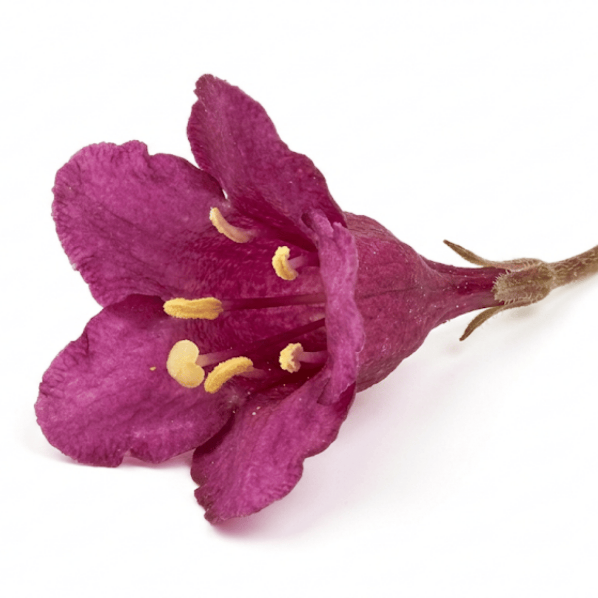 1 Weigela Florida Victoria Plant, Hardy Flowering Shrub, Outdoor Garden Ready, 2L Root-Ball - Frankton's