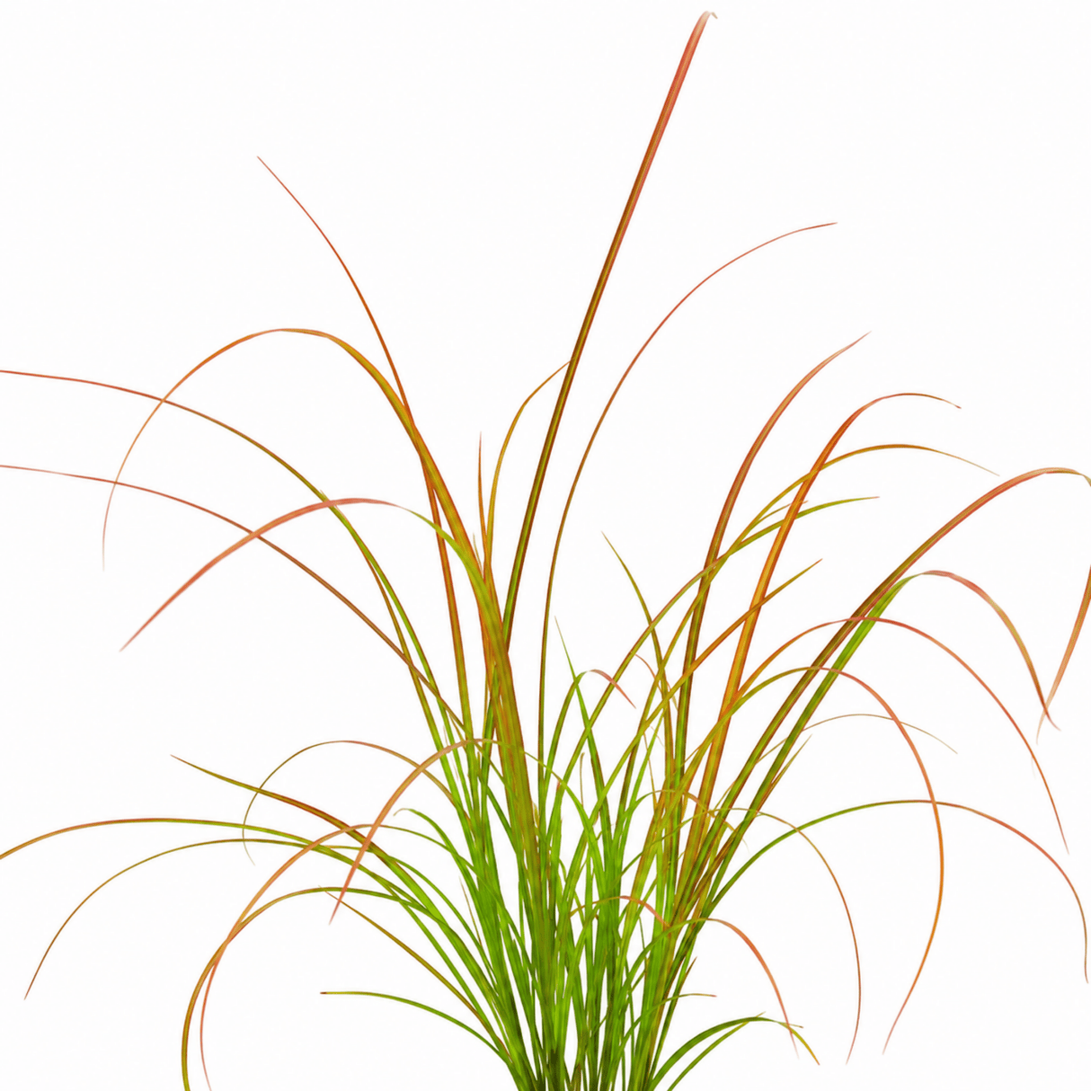 3 Carex Prairie Fire Plants, 9cm Pots, Autumn Garden - Frankton's