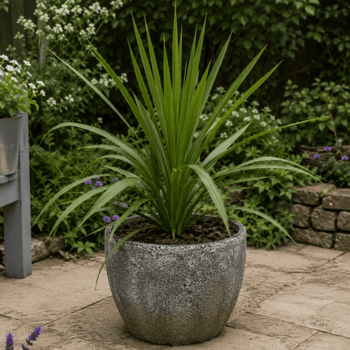 3 Cordyline Australis Plants, Hardy Evergreen, 9cm Pots - Frankton's