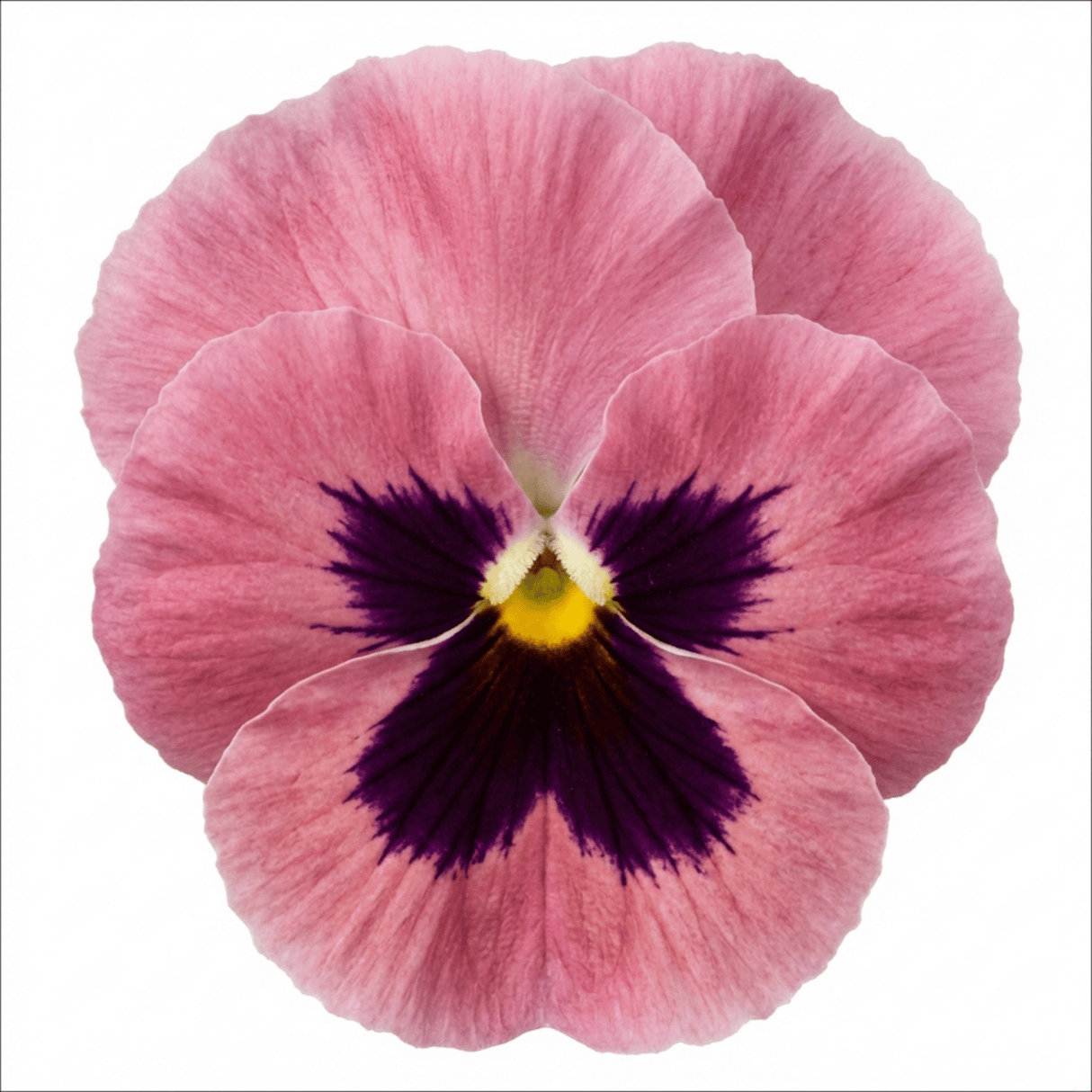 3 Hardy Pansy Plants Pink with Blotch, Garden Ready Spring & Autumn Flowering, 3Ltr Root Ball - Frankton's