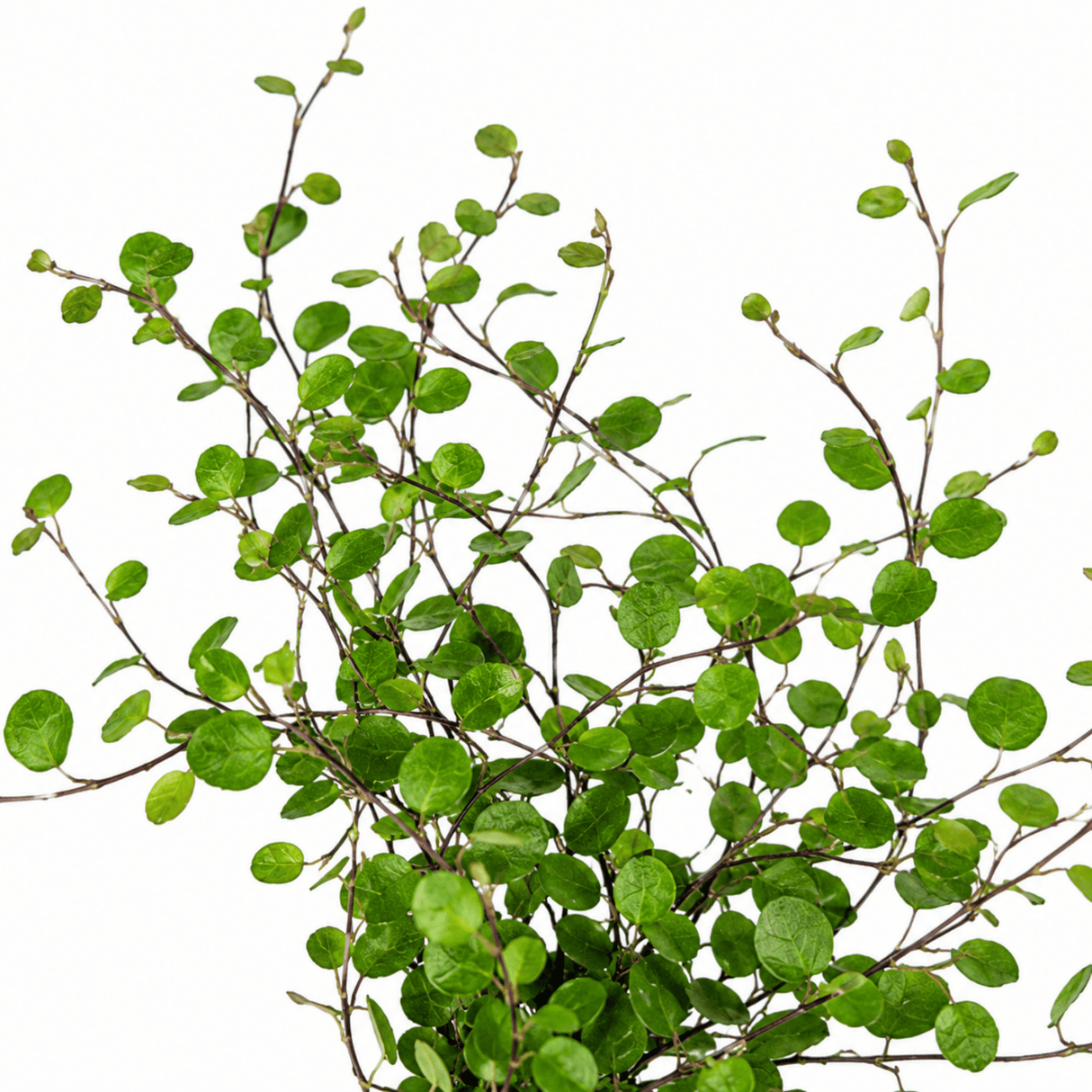 3 Muehlenbeckia Green Wire Vine Plants, 9cm Pots - Frankton's
