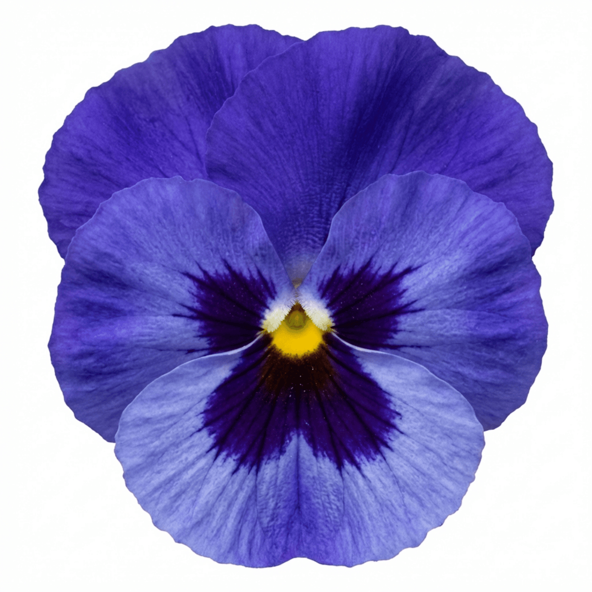 3 Pansy Delta Pro Marina Plants, Hardy Winter & Spring Flowering Pansies, 3 Litre Root Ball - Frankton's