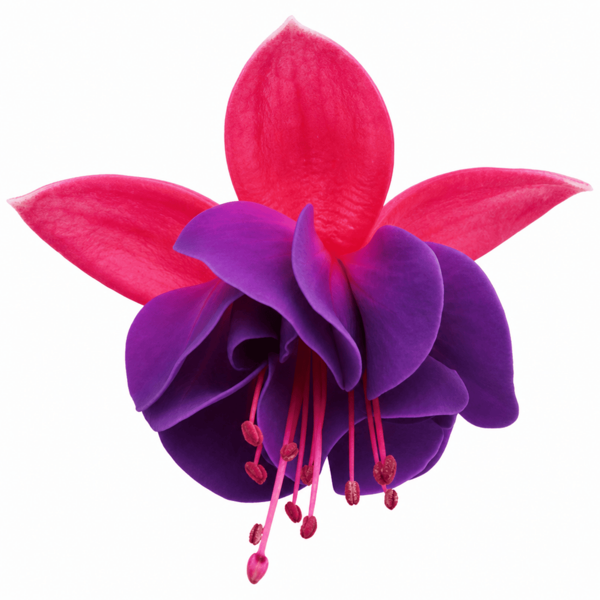 3 Trailing Fuchsia Hanging Basket Plants, Purple and Pink, Summer Bedding, 10.5cm Pots - Frankton's