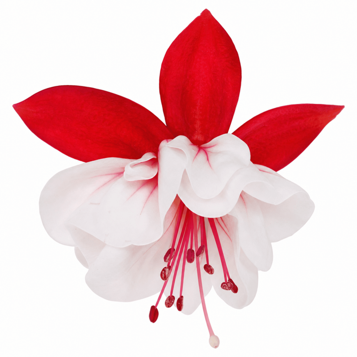 3 Trailing Fuchsia Sir Matt Busby Plants, Red & White, 10.5cm Pots, Summer Bedding - Frankton's