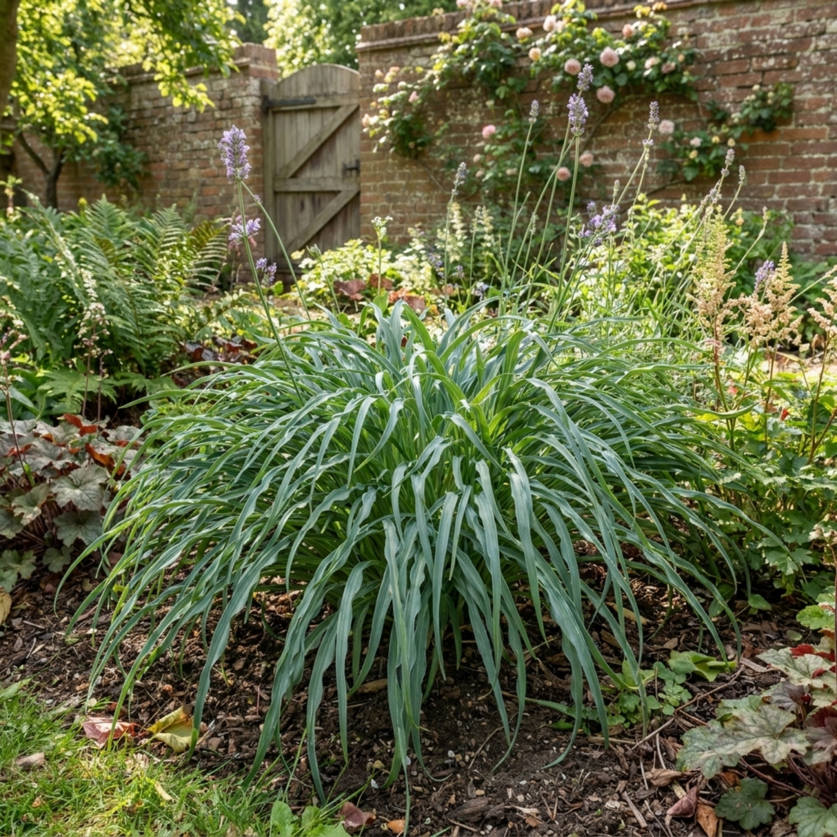3Ltr Hosta Silly Strings, Outdoor Garden Ready, Pots - Frankton's