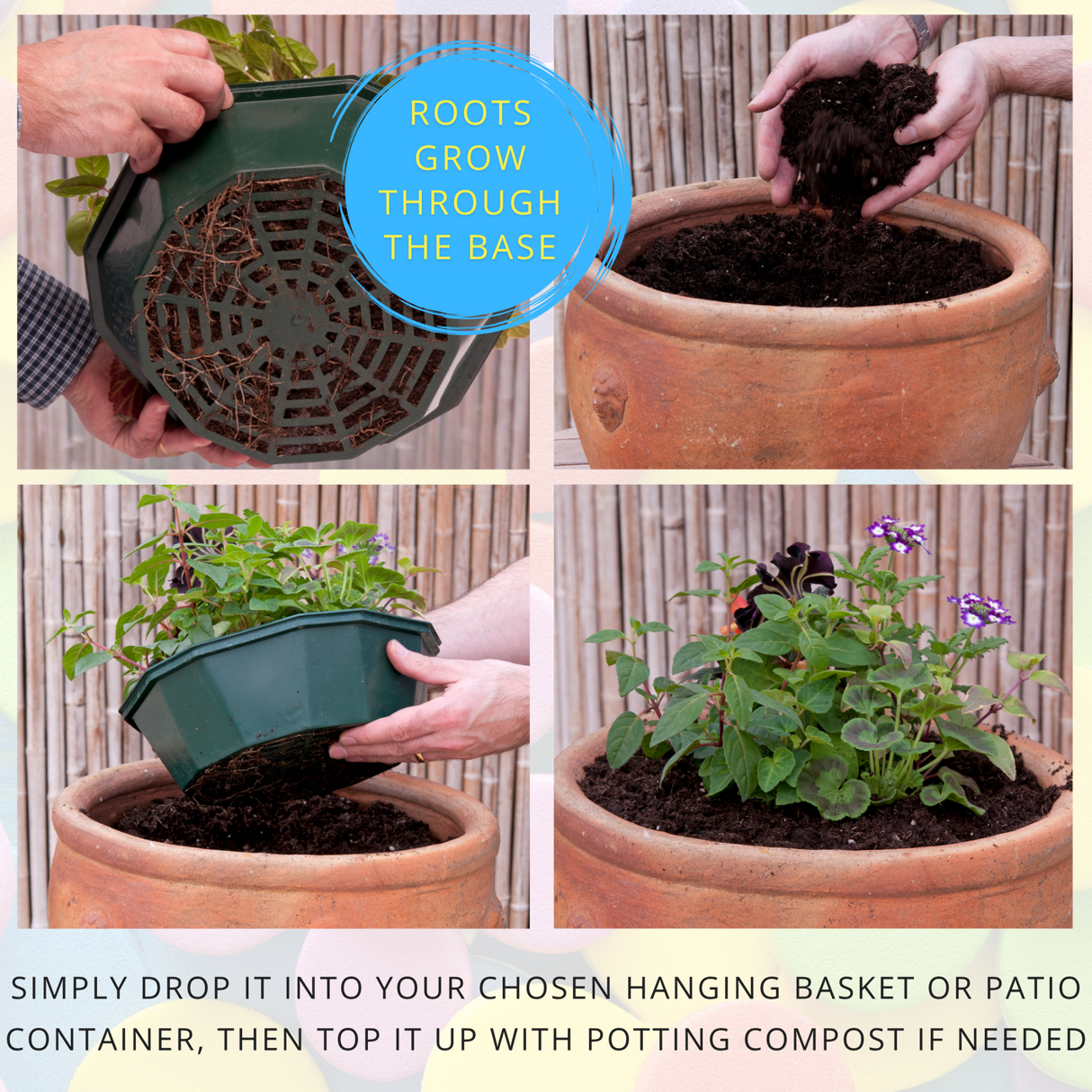 7 Colour Coordinated Plants - Berry Swirl Theme Speedplanter, Garden Ready - Frankton's