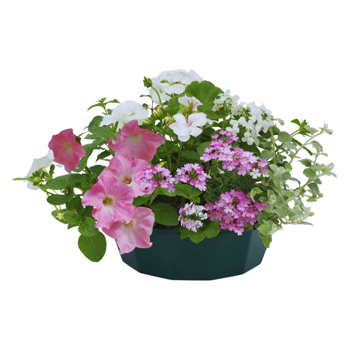 7 Colour Coordinated Plants - Bridal Bouquet Theme Speedplanter, Garden Ready - Frankton's