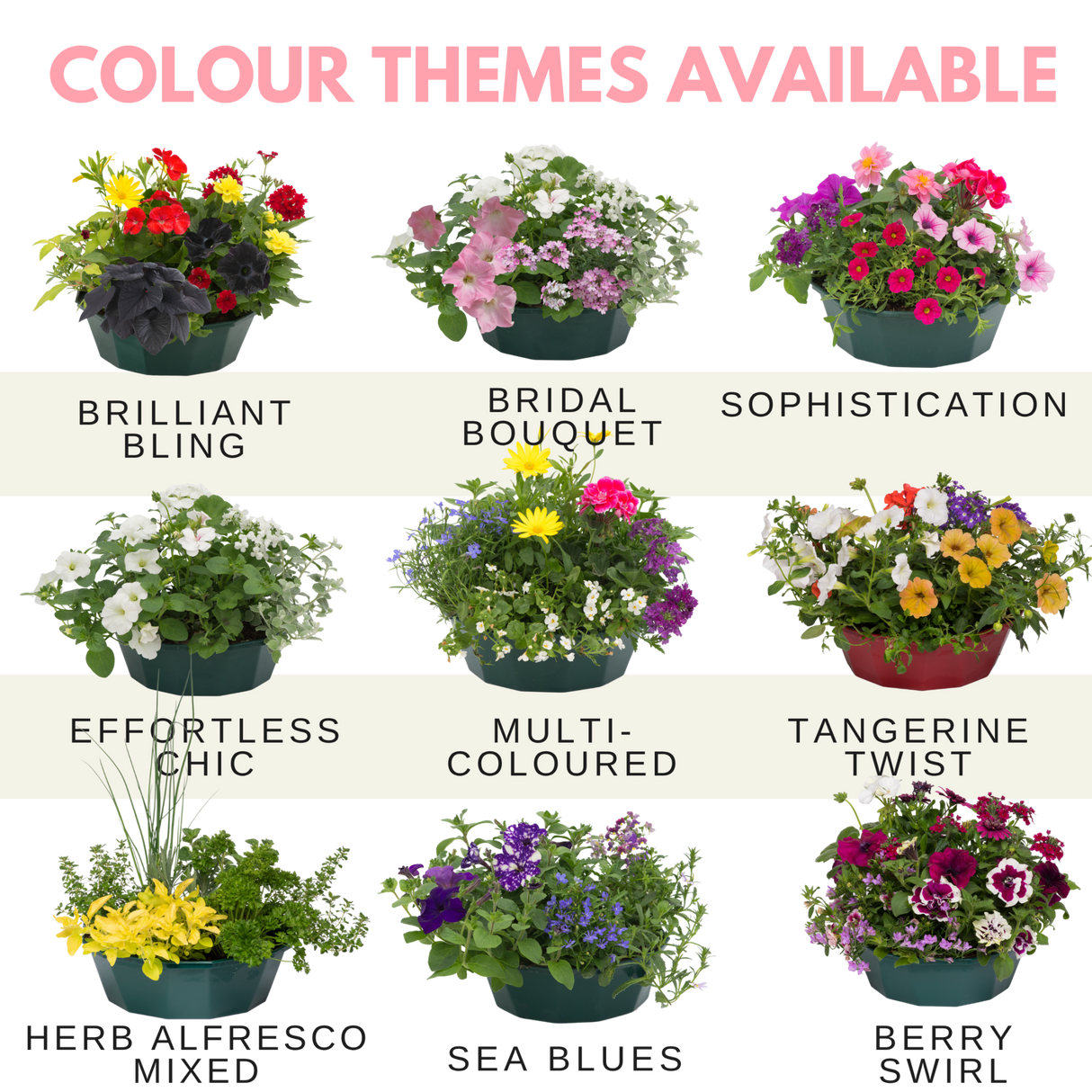 7 Colour Coordinated Plants - Bridal Bouquet Theme Speedplanter, Garden Ready - Frankton's