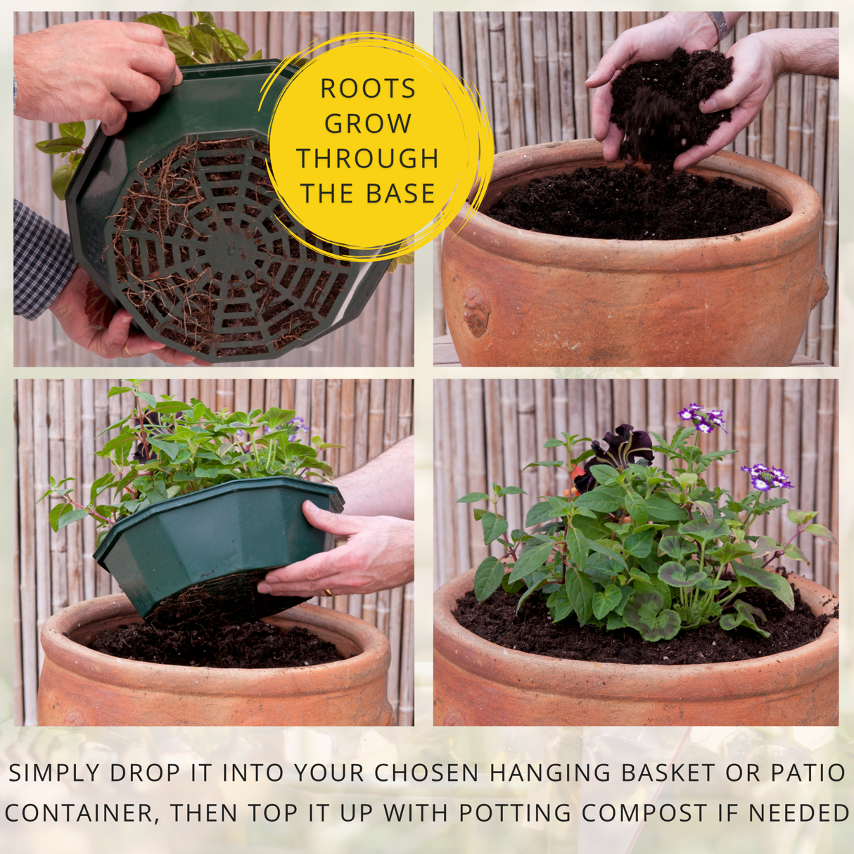 7 Colour Coordinated Plants - Brilliant Bling Theme Speedplanter, Garden Ready - Frankton's