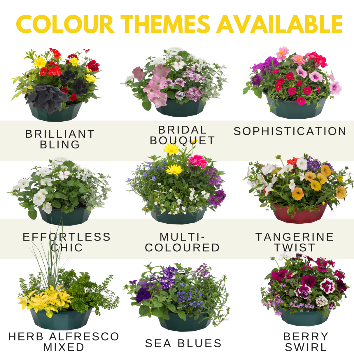 7 Colour Coordinated Plants - Brilliant Bling Theme Speedplanter, Garden Ready - Frankton's