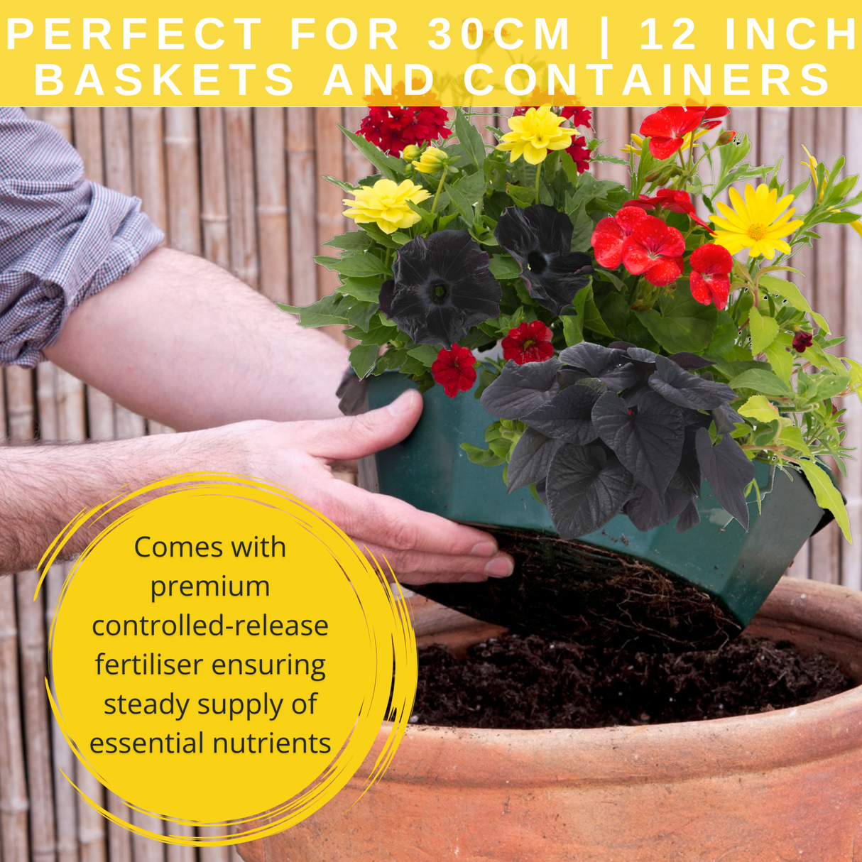 7 Colour Coordinated Plants - Brilliant Bling Theme Speedplanter, Garden Ready - Frankton's