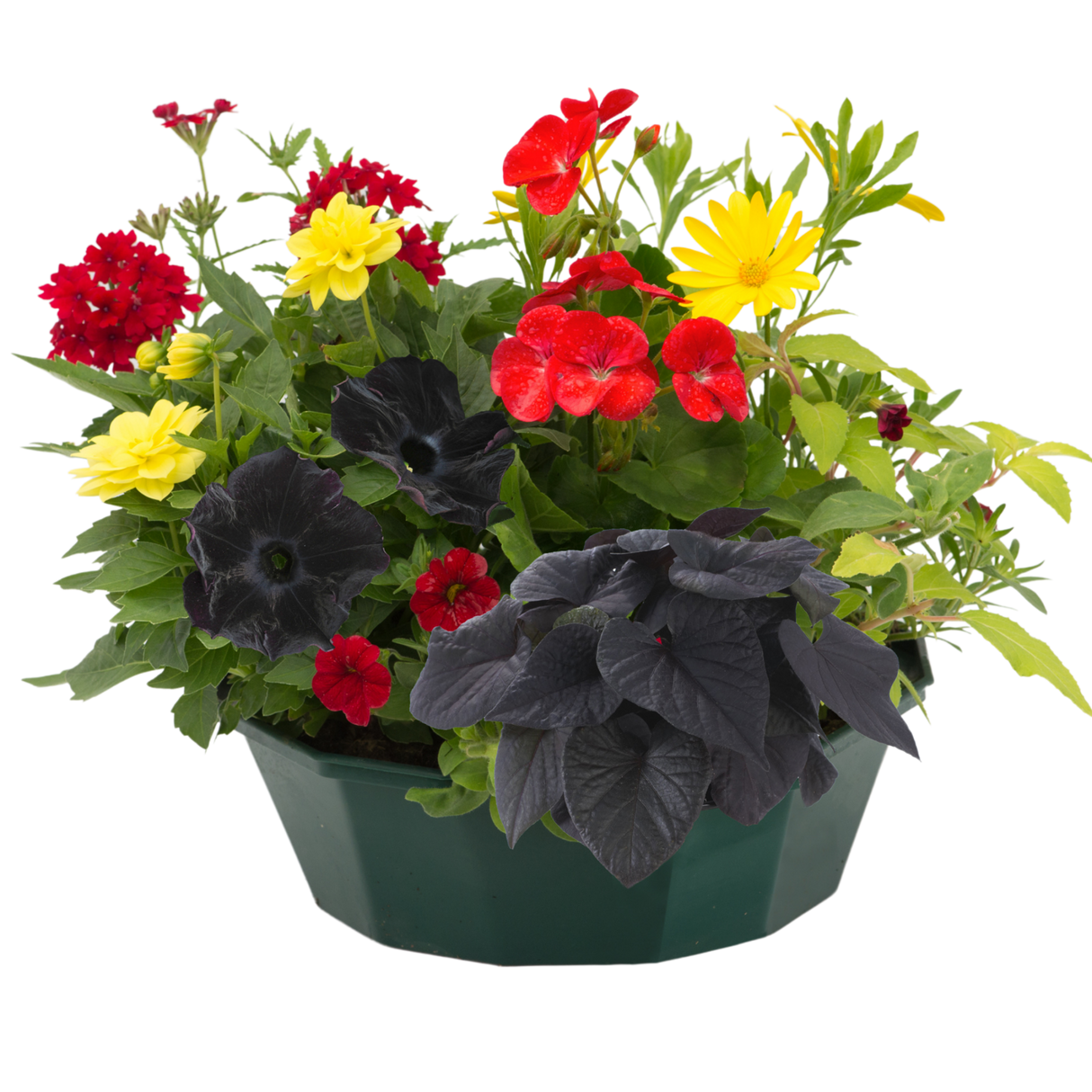 7 Colour Coordinated Plants - Brilliant Bling Theme Speedplanter, Garden Ready - Frankton's