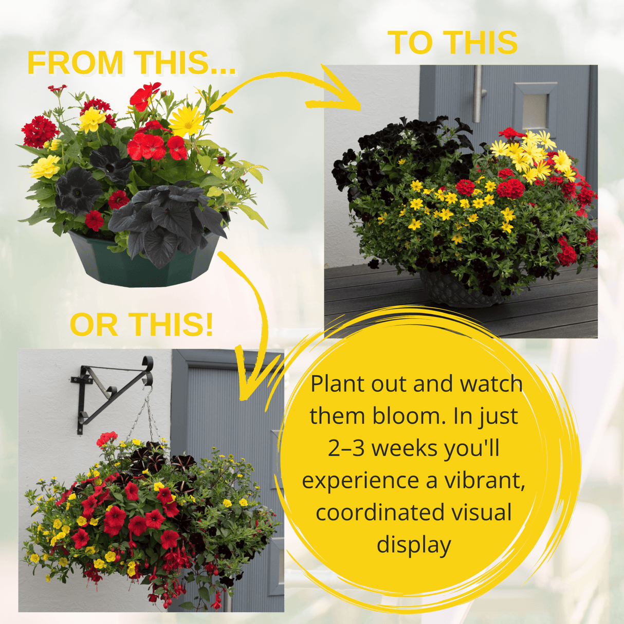 7 Colour Coordinated Plants - Brilliant Bling Theme Speedplanter, Garden Ready - Frankton's