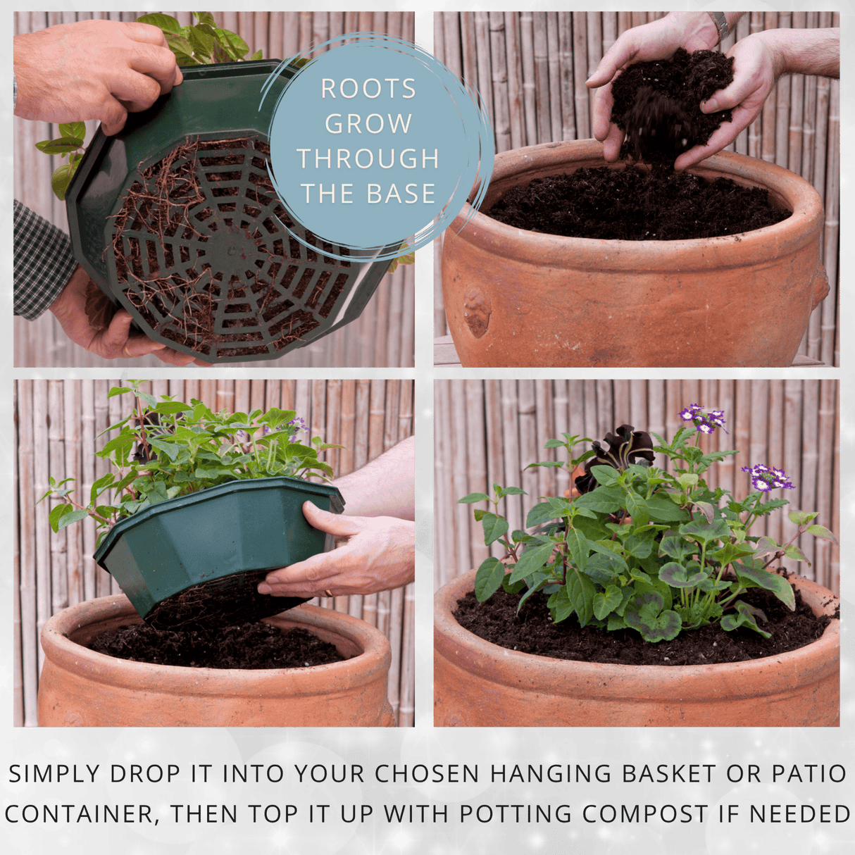 7 Colour Coordinated Plants - Effortless Chic Theme Speedplanter, Garden Ready - Frankton's