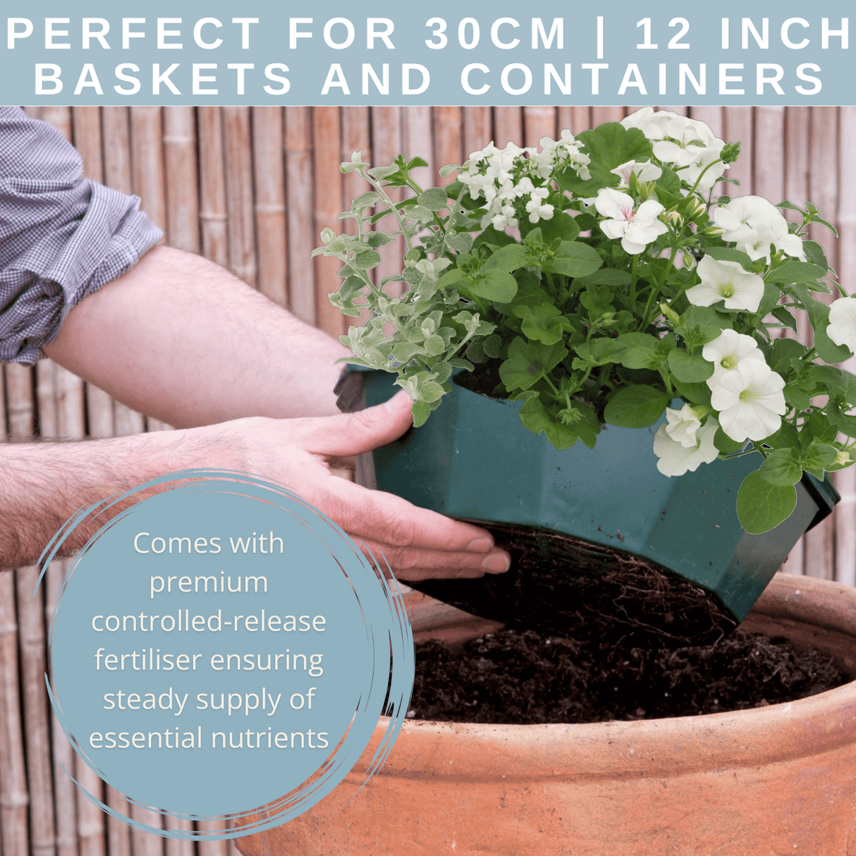 7 Colour Coordinated Plants - Effortless Chic Theme Speedplanter, Garden Ready - Frankton's
