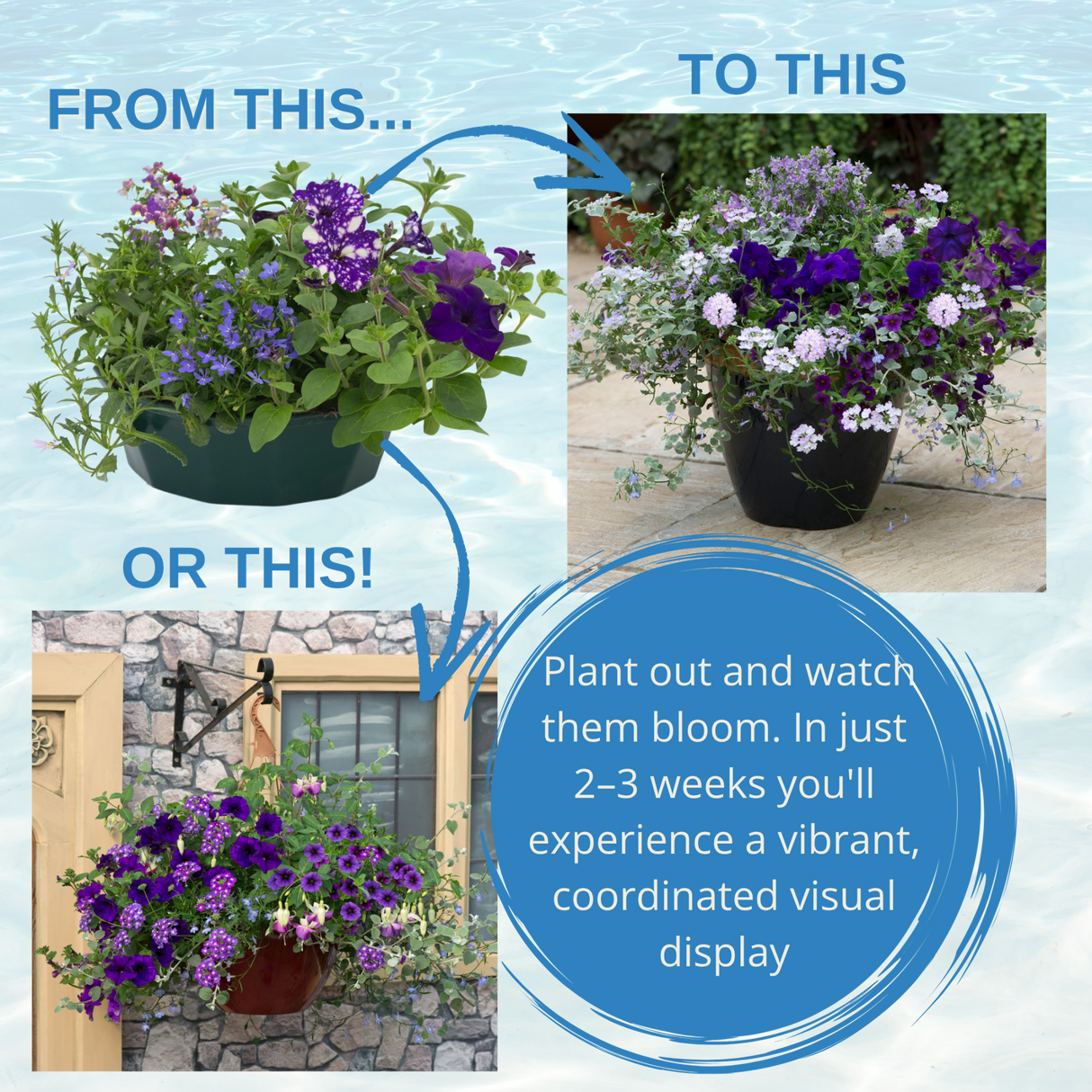7 Colour Coordinated Plants - Sea Blues Theme Speedplanter, Garden Ready - Frankton's