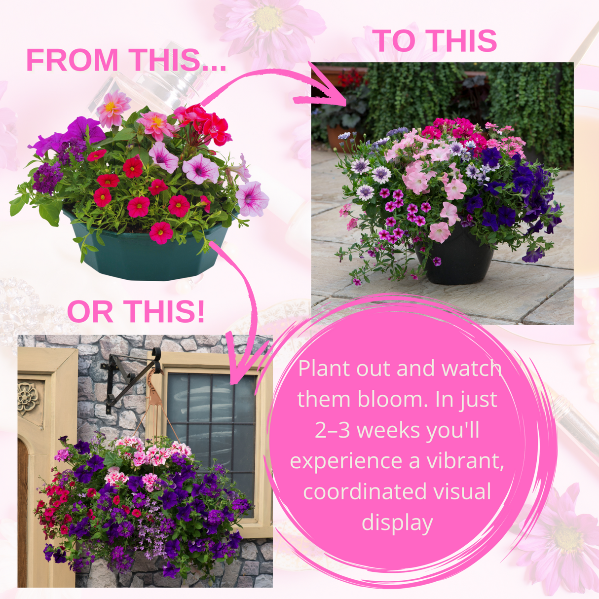 7 Colour Coordinated Plants - Sophistication Theme Speedplanter, Garden Ready - Frankton's