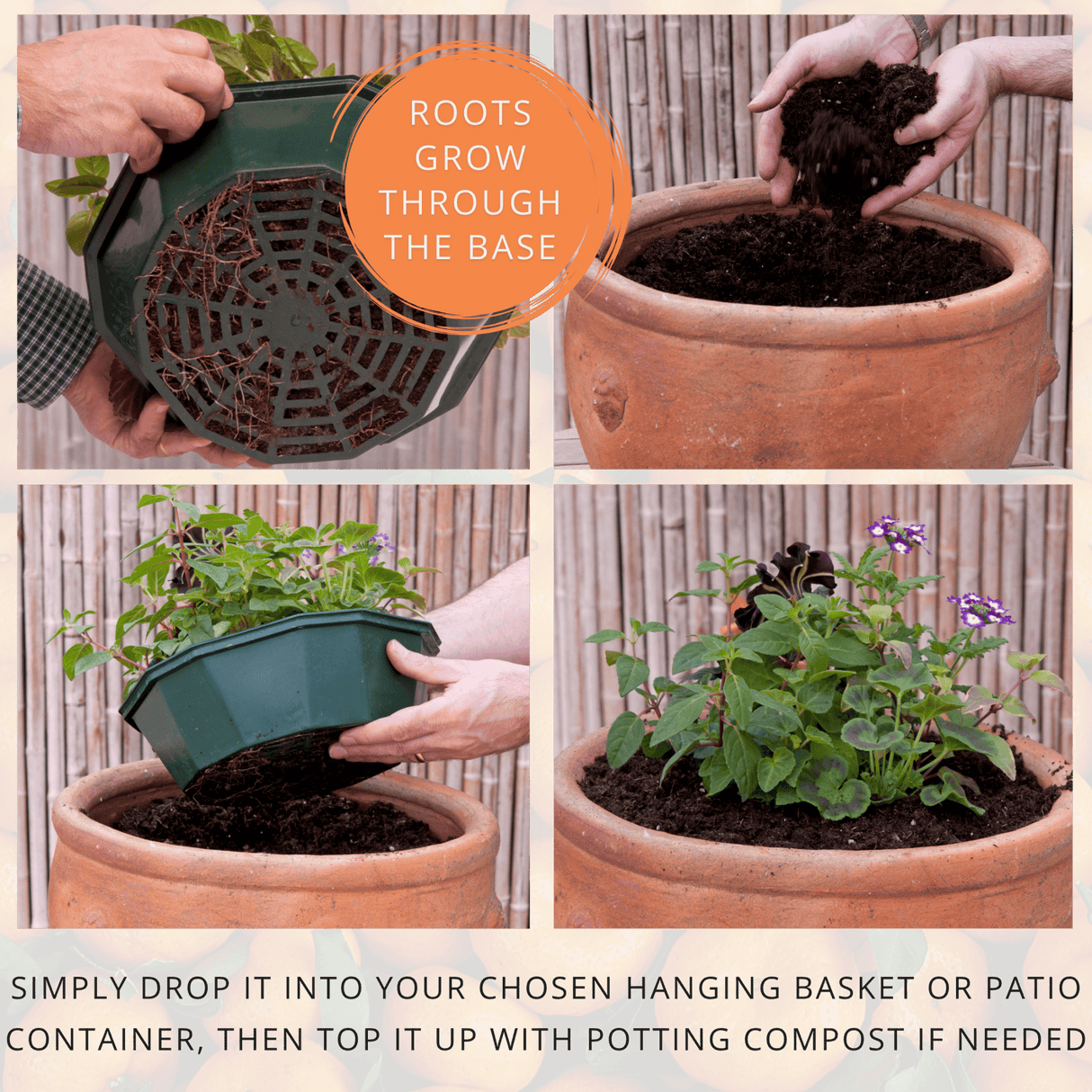 7 Colour Coordinated Plants - Tangerine Twist Theme Speedplanter, Garden Ready - Frankton's