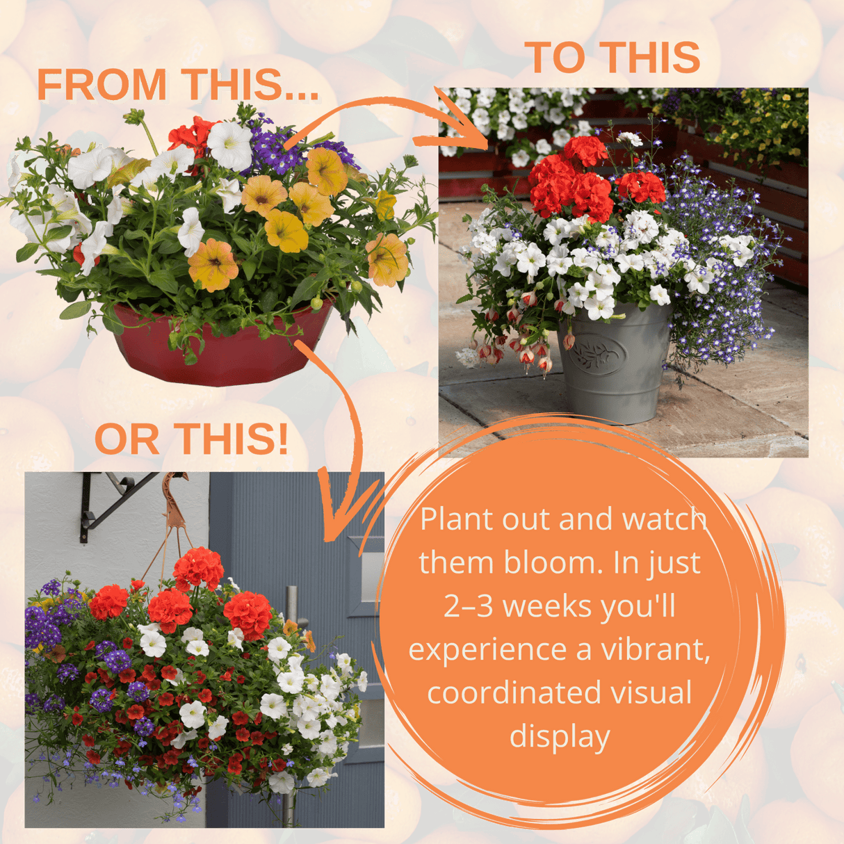 7 Colour Coordinated Plants - Tangerine Twist Theme Speedplanter, Garden Ready - Frankton's
