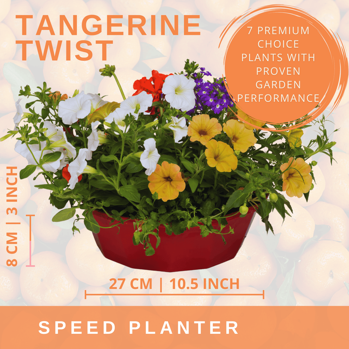 7 Colour Coordinated Plants - Tangerine Twist Theme Speedplanter, Garden Ready - Frankton's