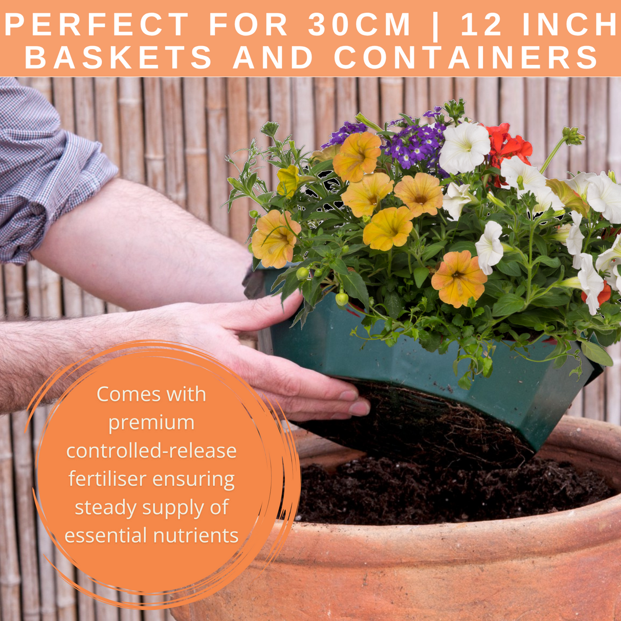 7 Colour Coordinated Plants - Tangerine Twist Theme Speedplanter, Garden Ready - Frankton's
