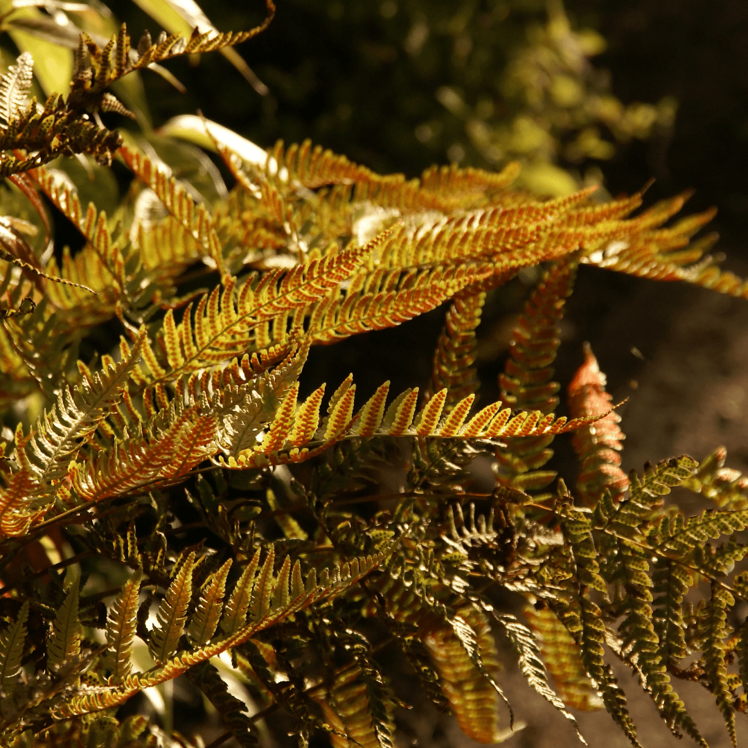 Alpine Wood Fern Dryopteris Wallichiana/Jurassic Gold - Frankton's