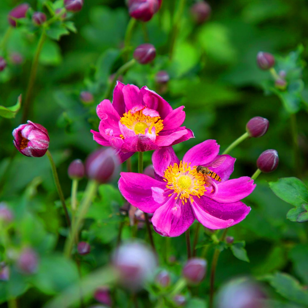 Anemone Fantasy Ariel - Frankton's