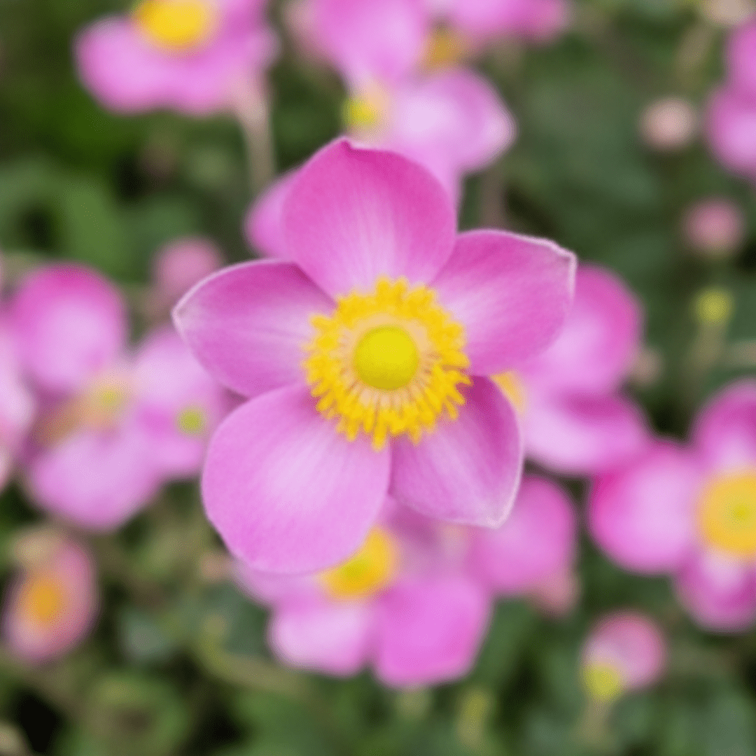 Anemone Fantasy Jasmine - Frankton's