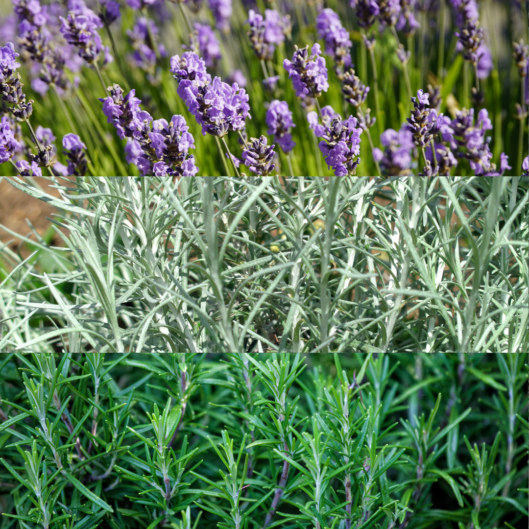 Aromatic Collection - Lavender, Helicrysum (curry plant), Rosemary - Frankton's