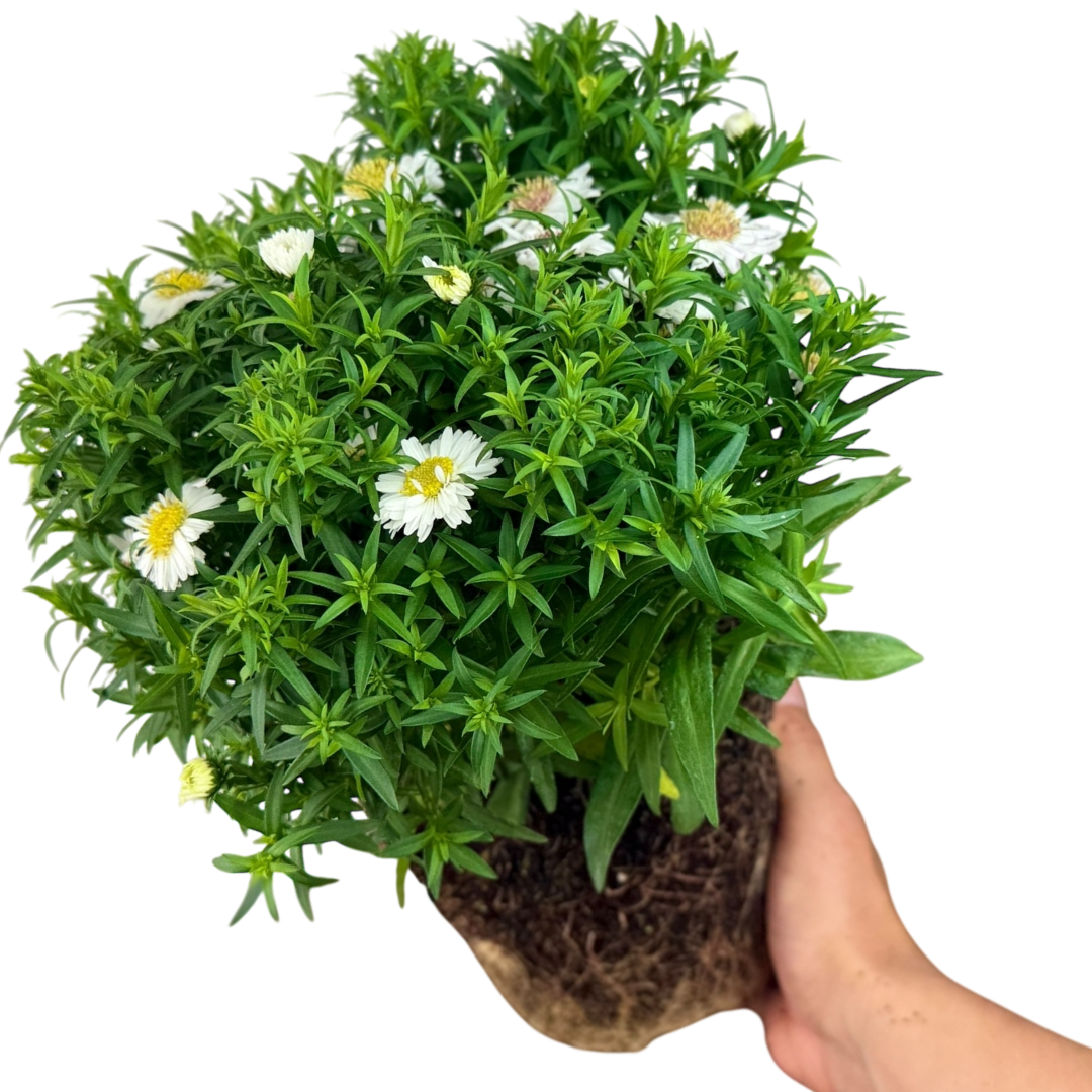 Aster Alpha White - Frankton's