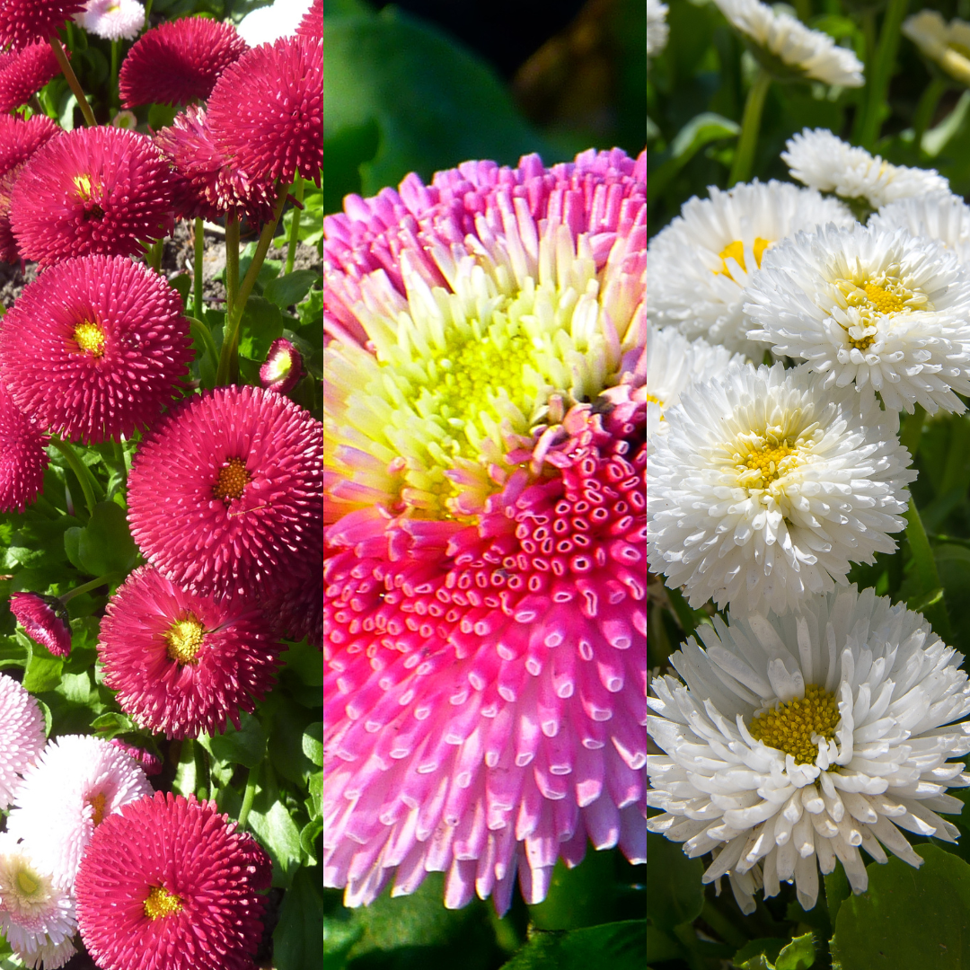 Bellis Assorted - Frankton's